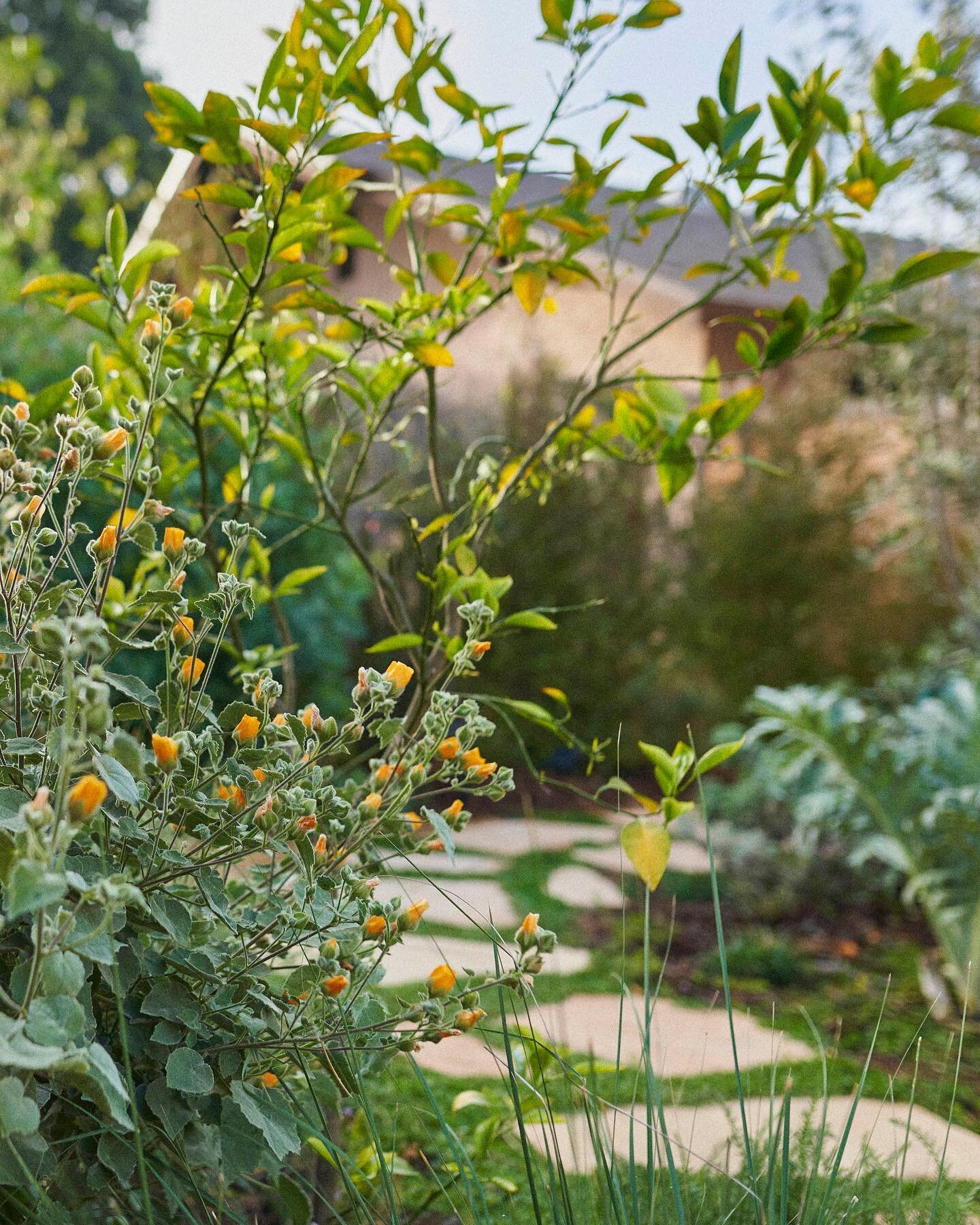 What is a garden practice? It is a regular, perhaps daily, time spent outside in your garden. It sounds simple but has incredible benefits for a person's overall feelings of well-being. It creates a connection to land and plants, something that easil