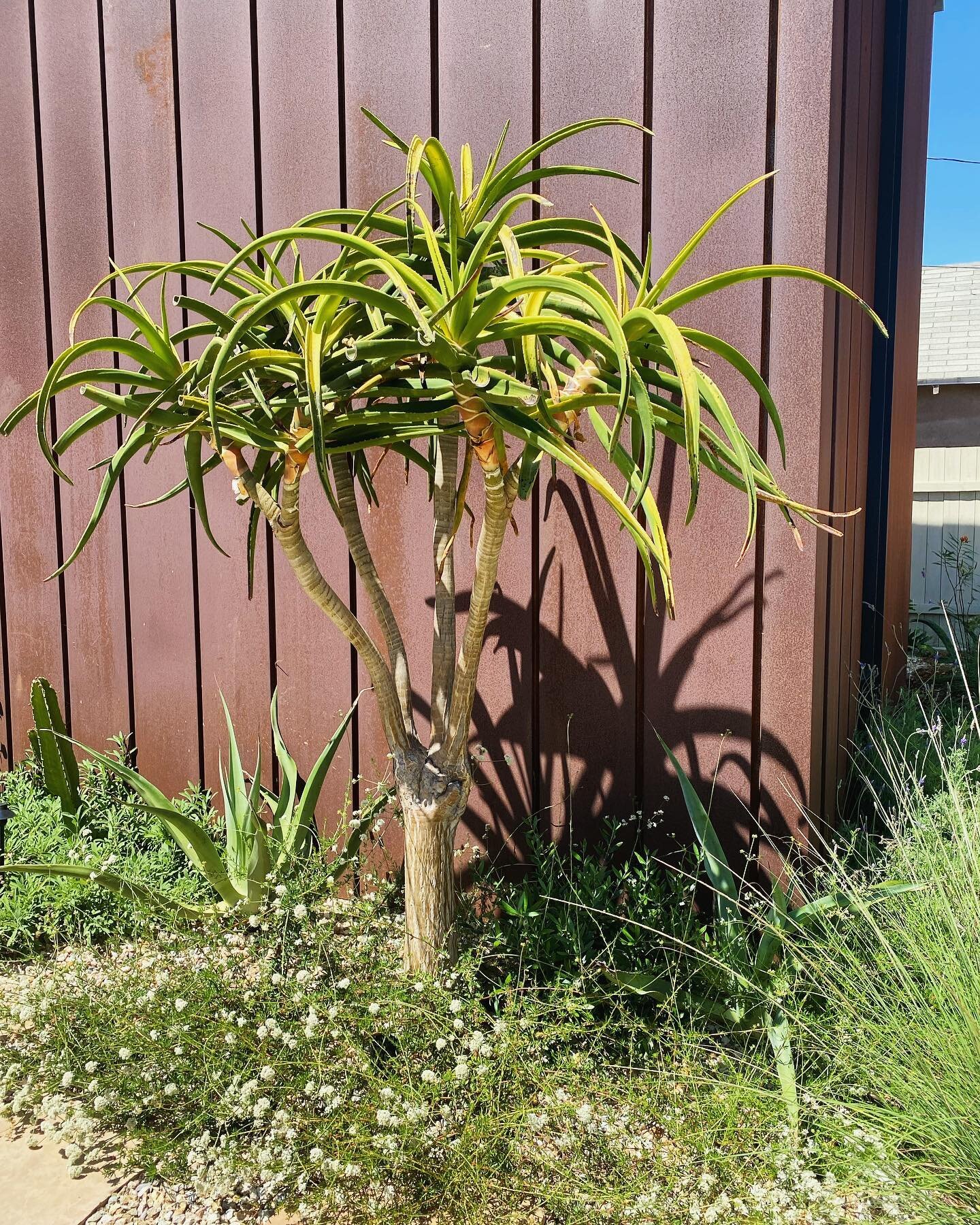A little moment from a project installed last spring where the various &ldquo;outdoor rooms&rdquo; each have their own unique character. We love the shadow this Aloe makes on the corten steal ADU! #nectarlandscapedesign #nectarissweet #buckwheatflowe