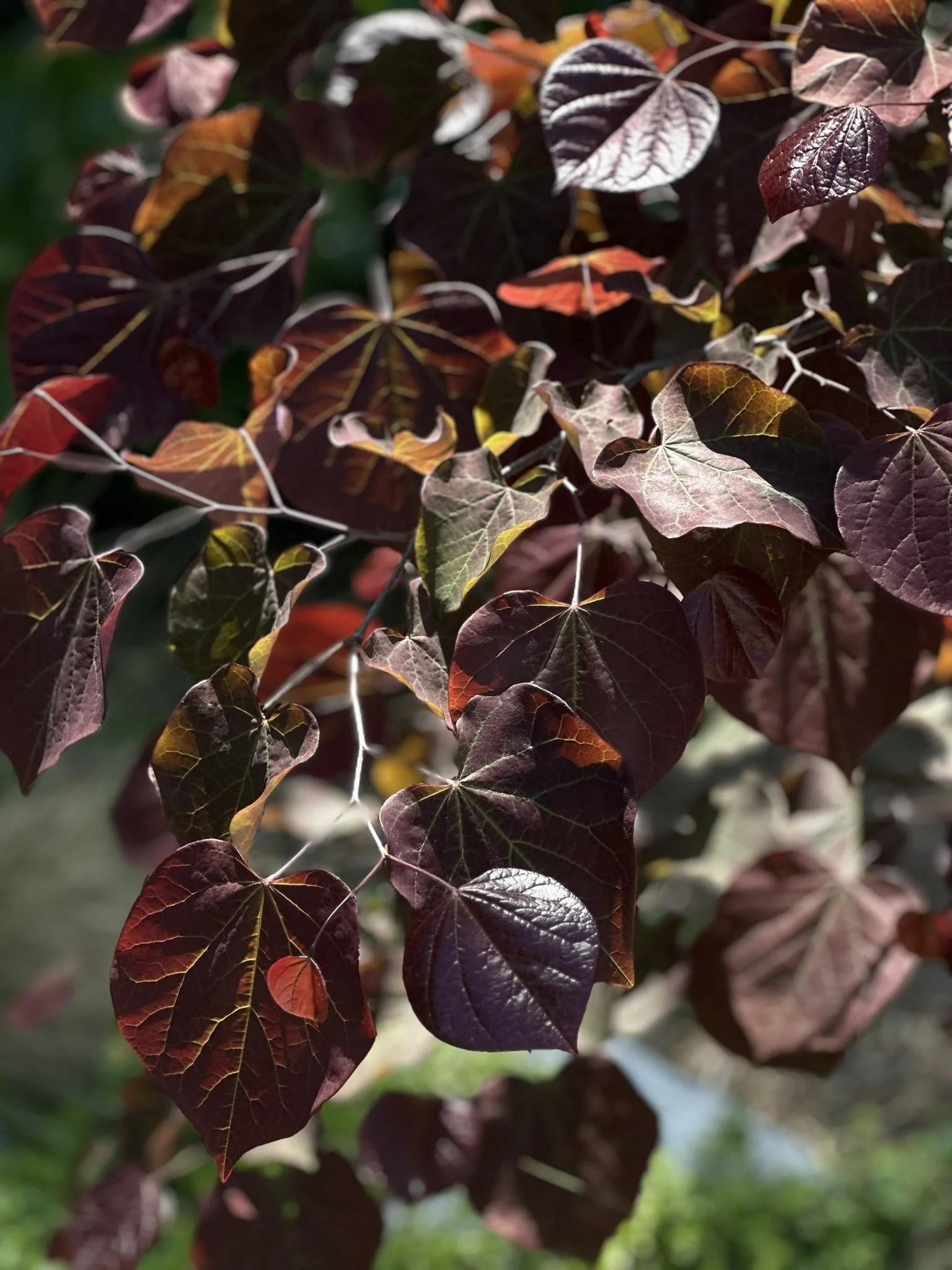 Small Trees for Southern California 