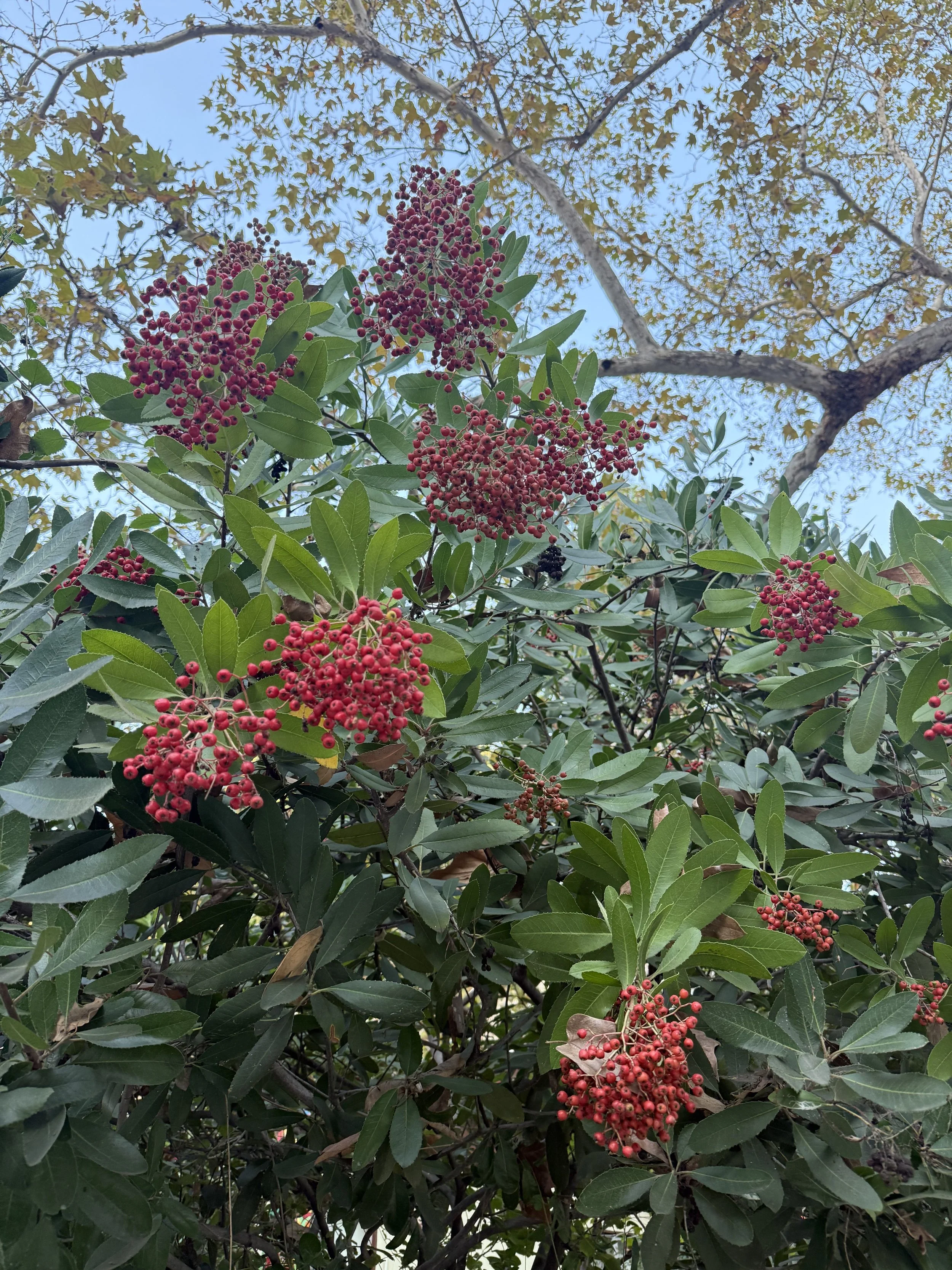 Holiday Color in the Garden 