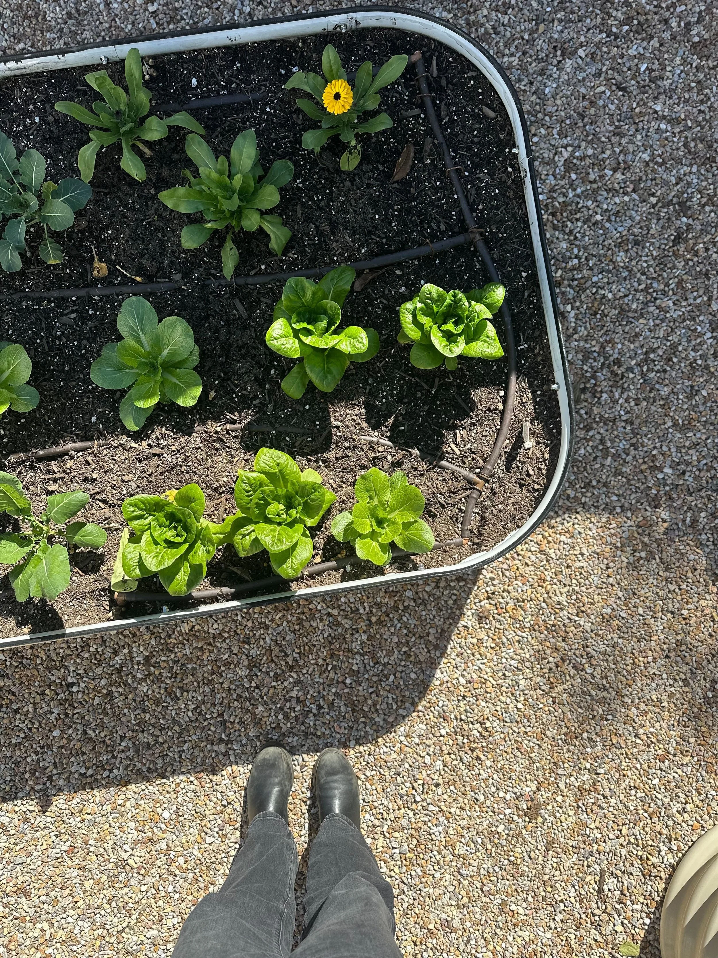 Kitchen Gardens