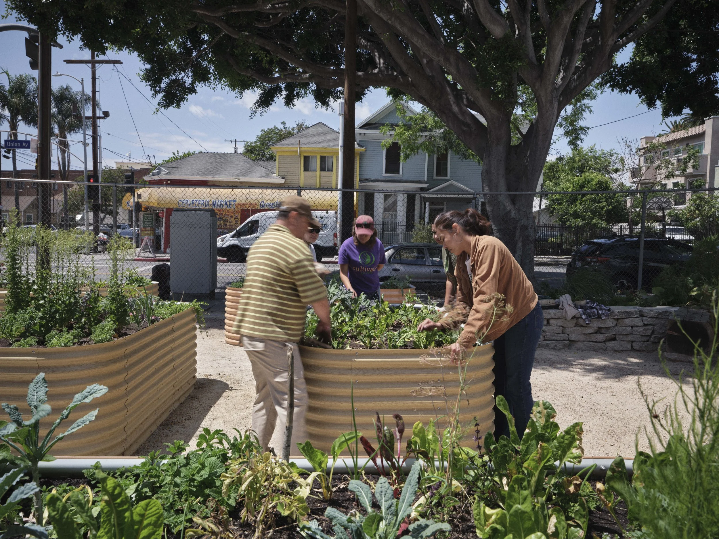 Pico-Union Community Garden ‘Gather’