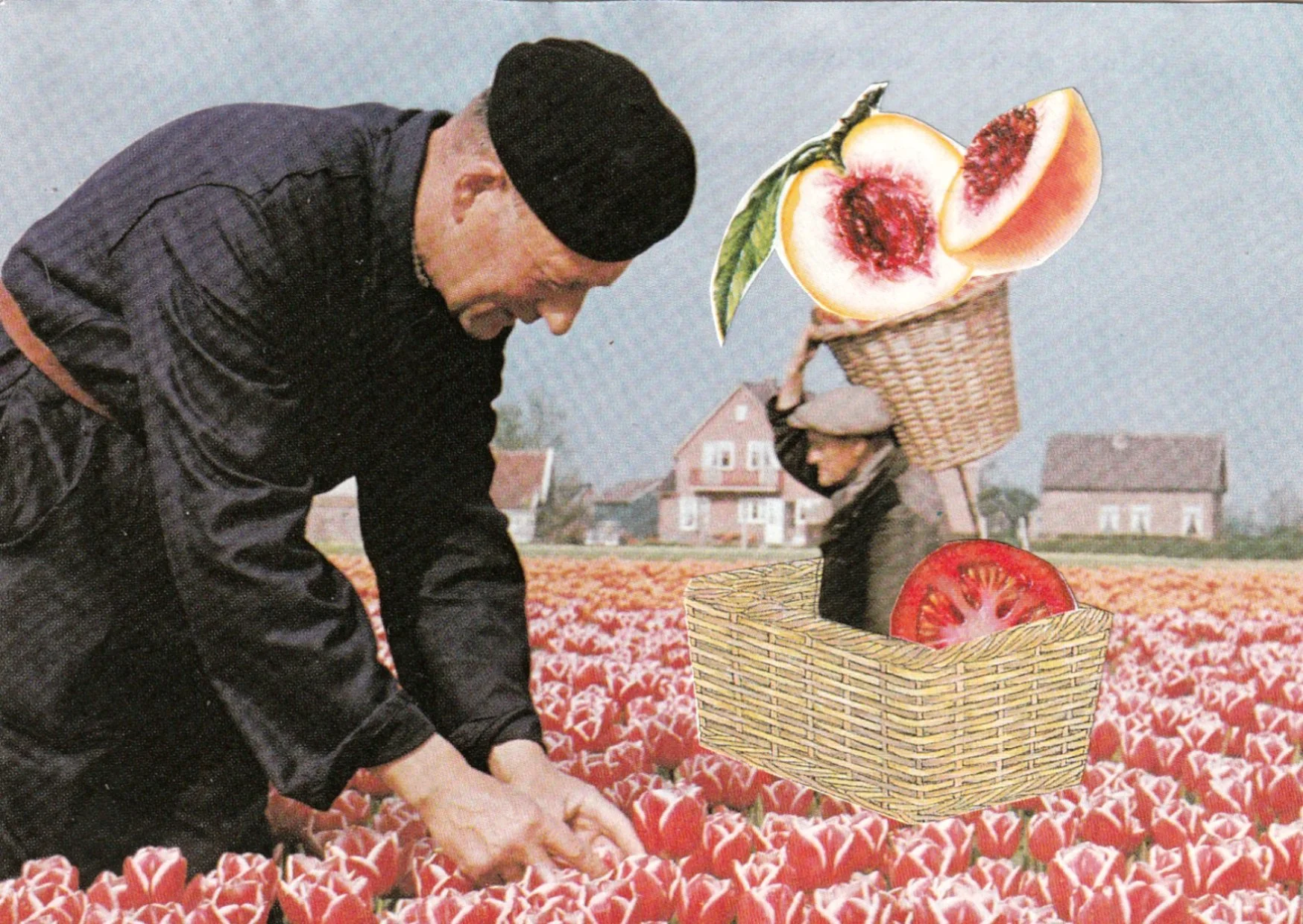 dutch.peachesA6.jpg