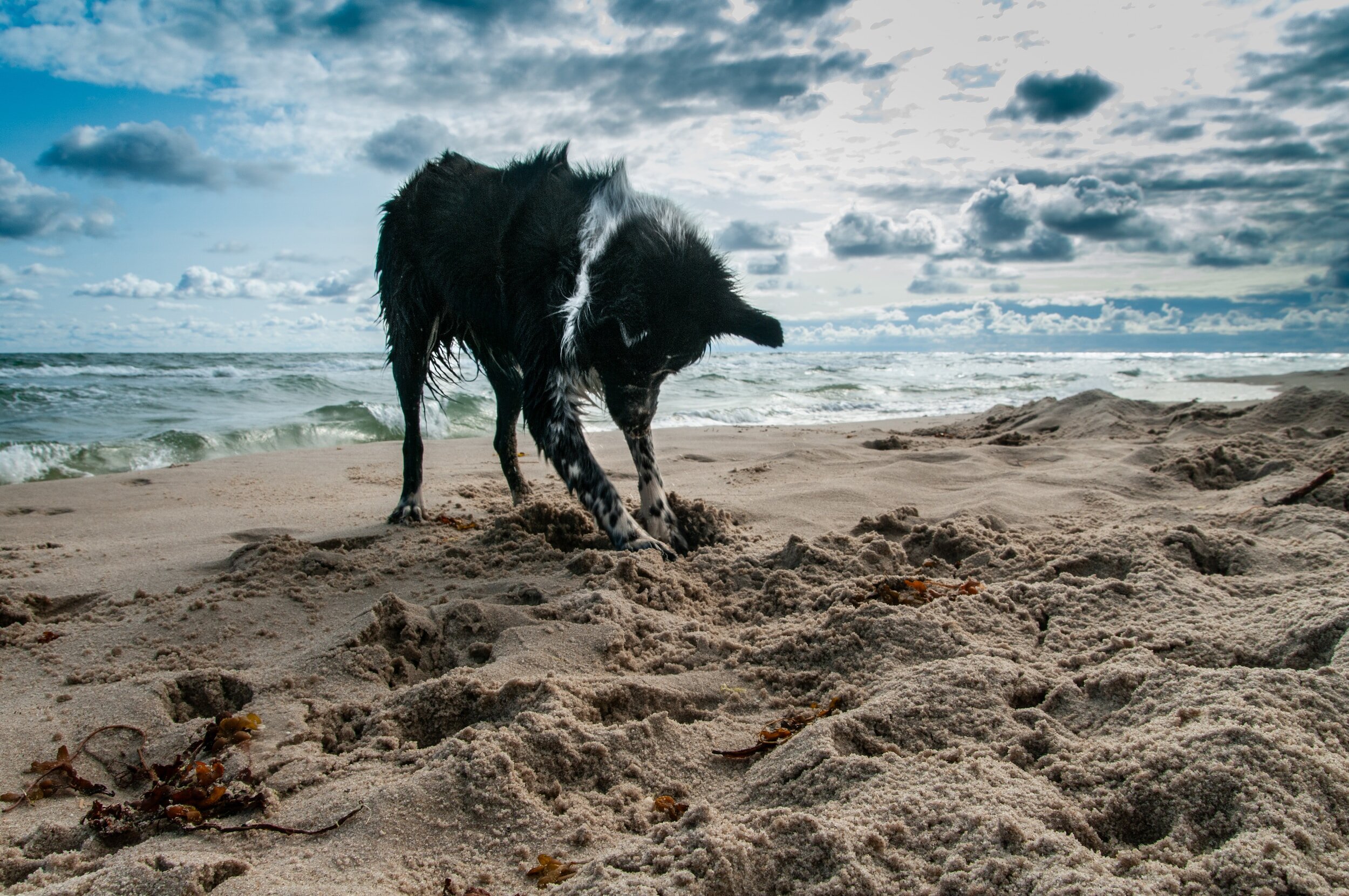 Embrace your dog’s natural behaviours