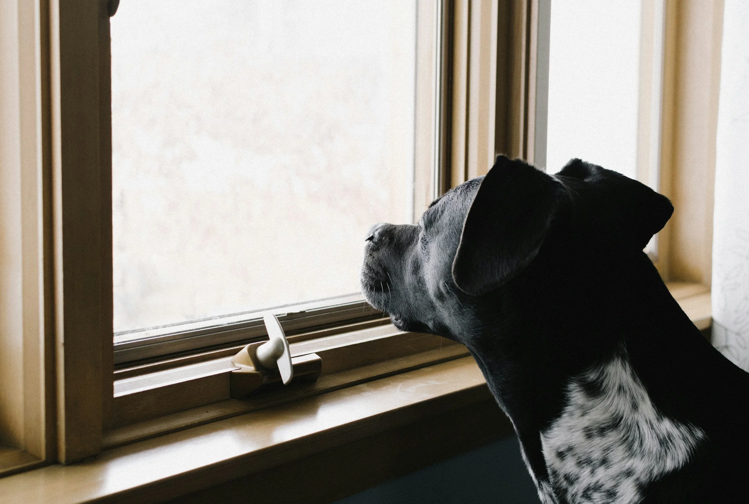 Black and white dog looking out of window waiting for owner
