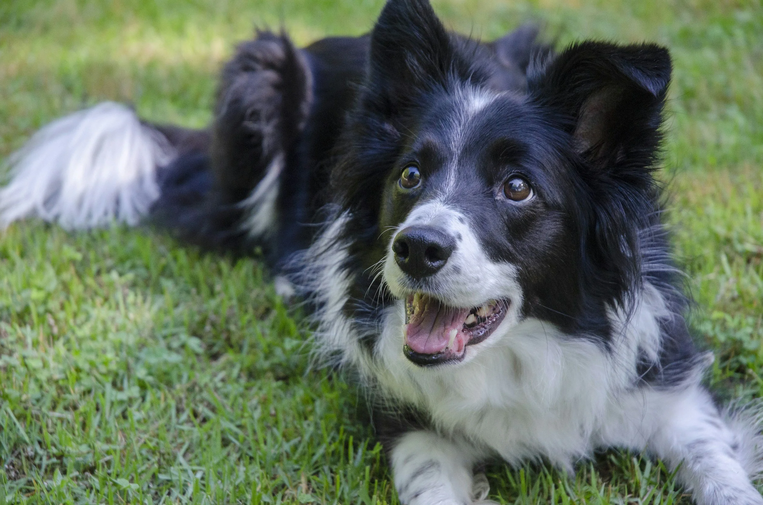 Border Collie looking in anticipation sitting on the grass