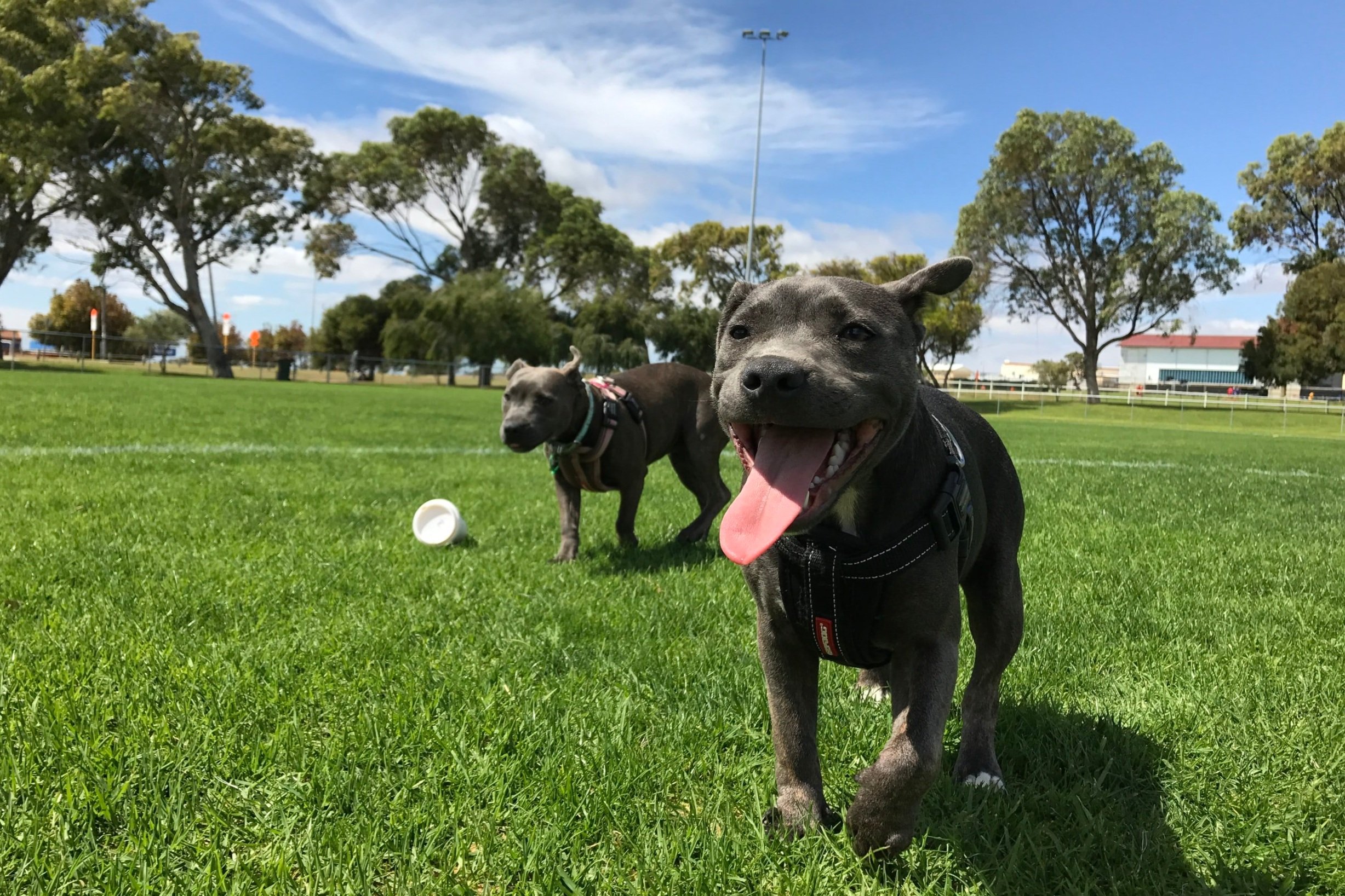 My Dog And Me Park