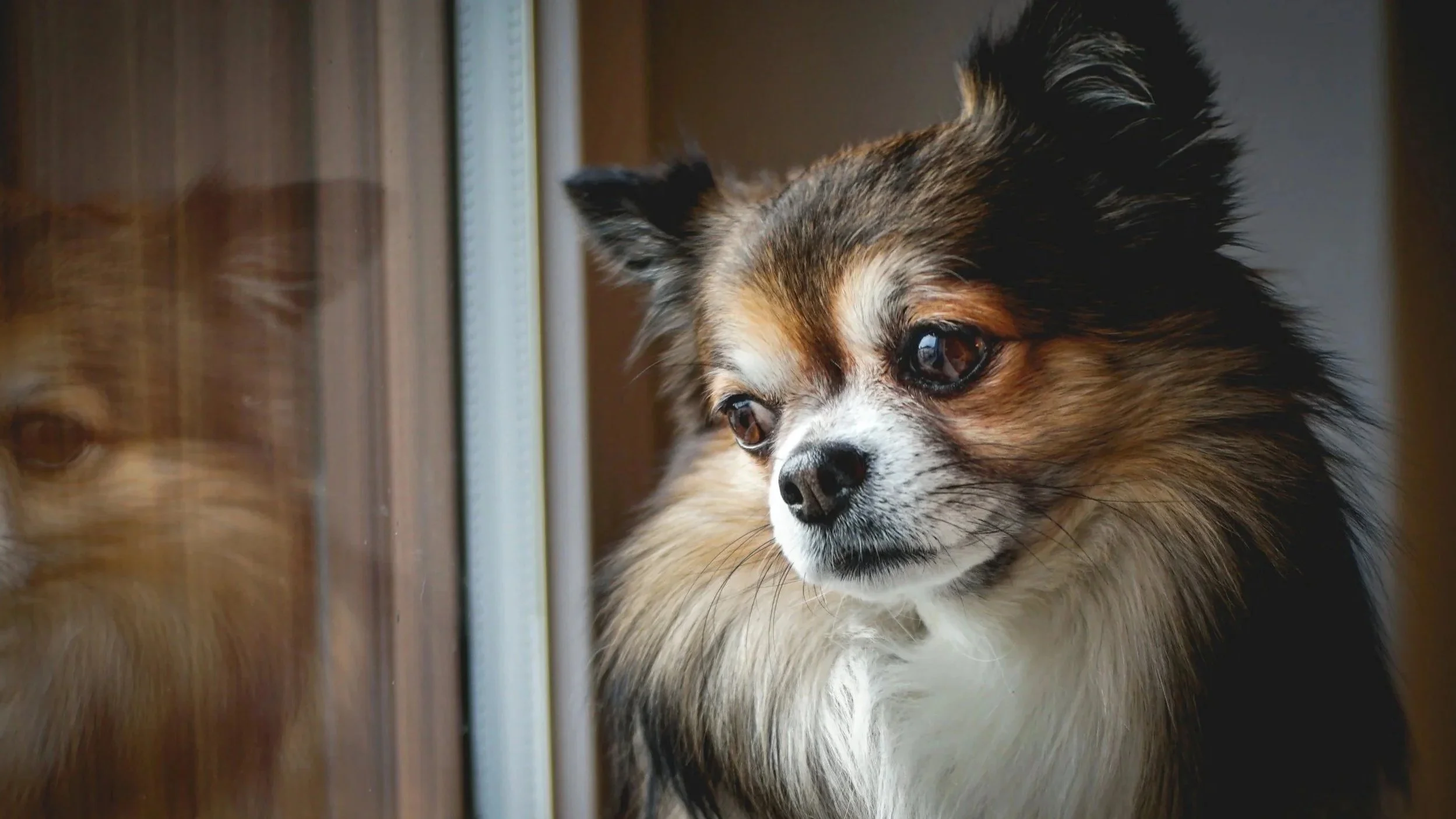 Dog looking sad sitting on sofa