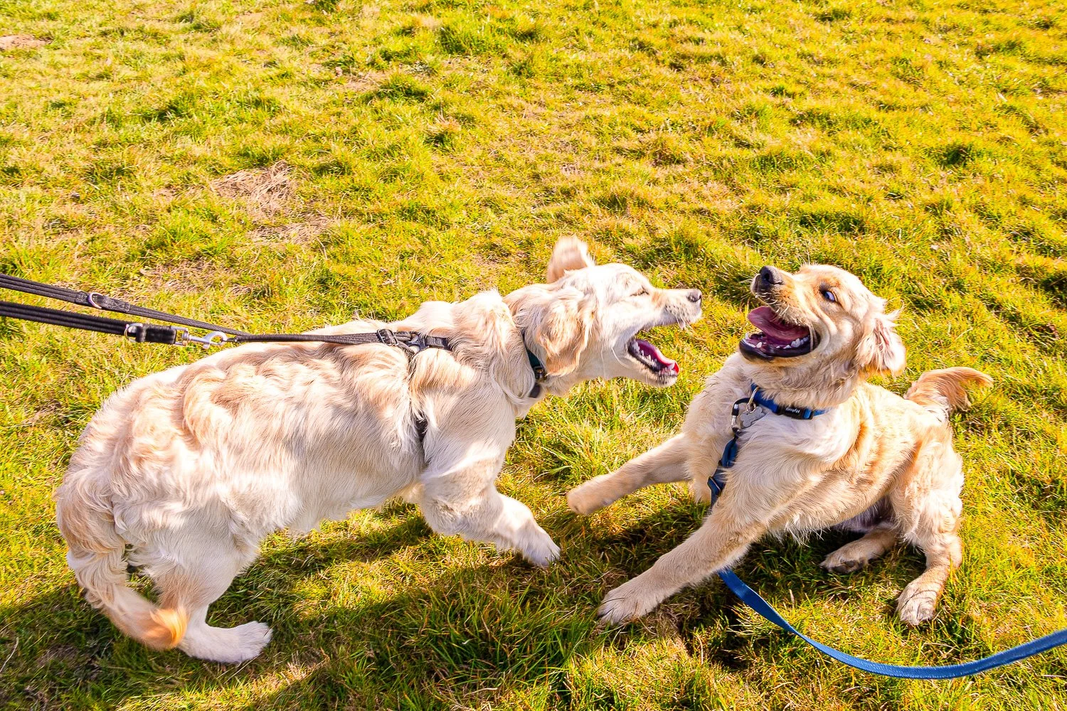 Two Golden Retrievers play fighting on leads
