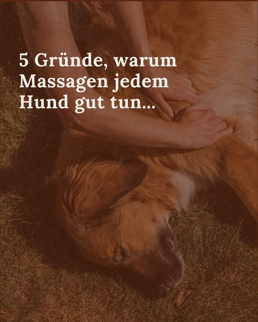 Nicht nur Menschen tun Massagen gut - auch Hunde können davon in den verschiedensten Lebenslagen profitieren. Hast du deinen Hund schon mal massiert? 
Mit den richtigen Techniken kann dein Hund auch in schwierigen Situationen entspannen, du kan
