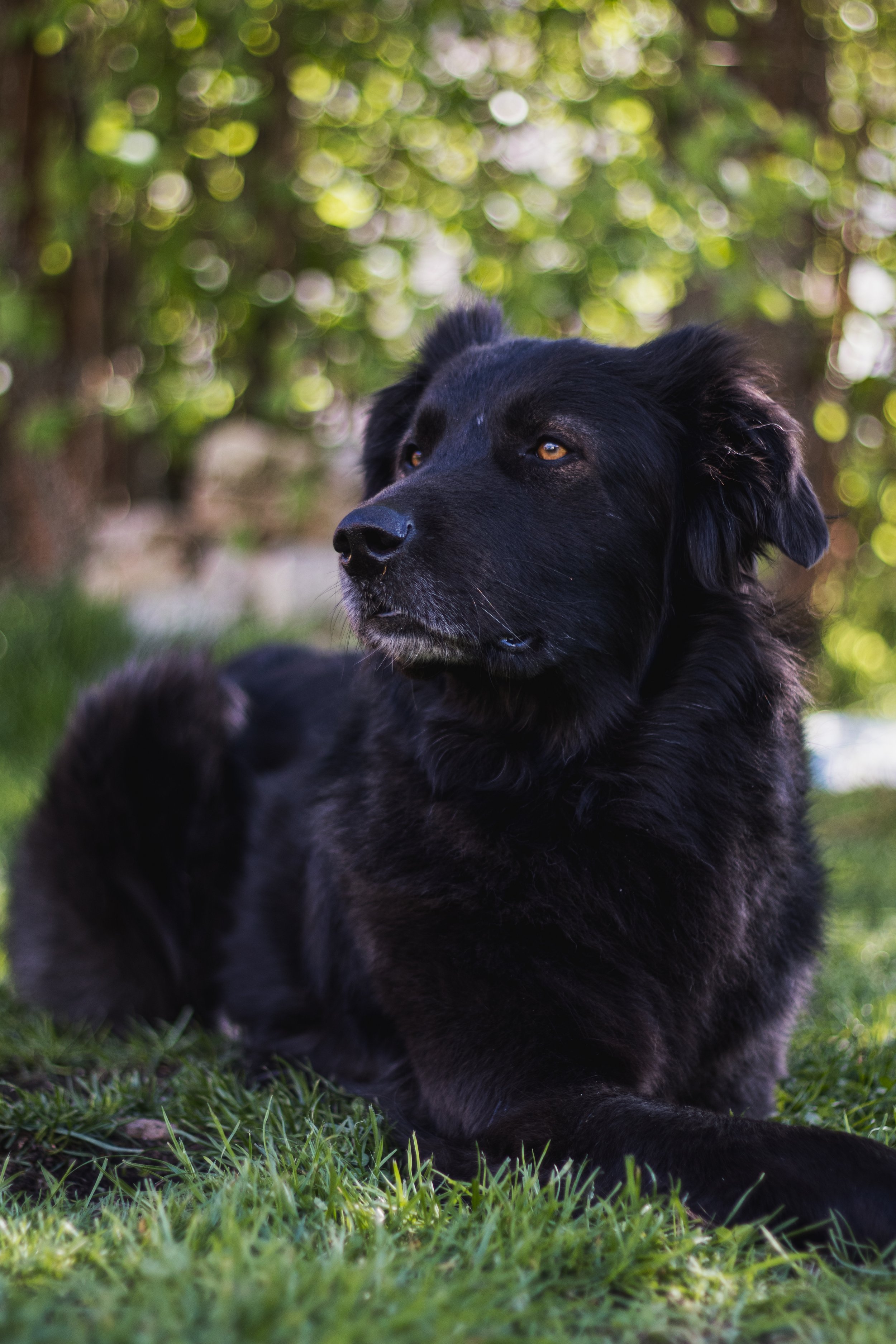 Ein Herdenschutzhund mit Maulkorb