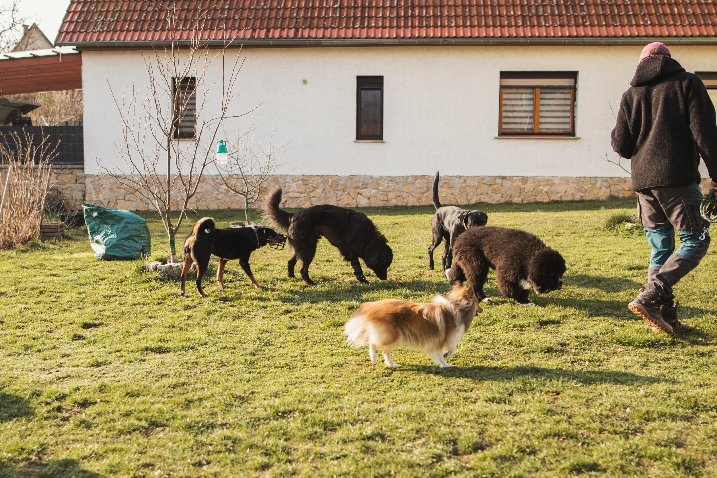 Sozialkontakt in der Rumtreiber Hundepension.