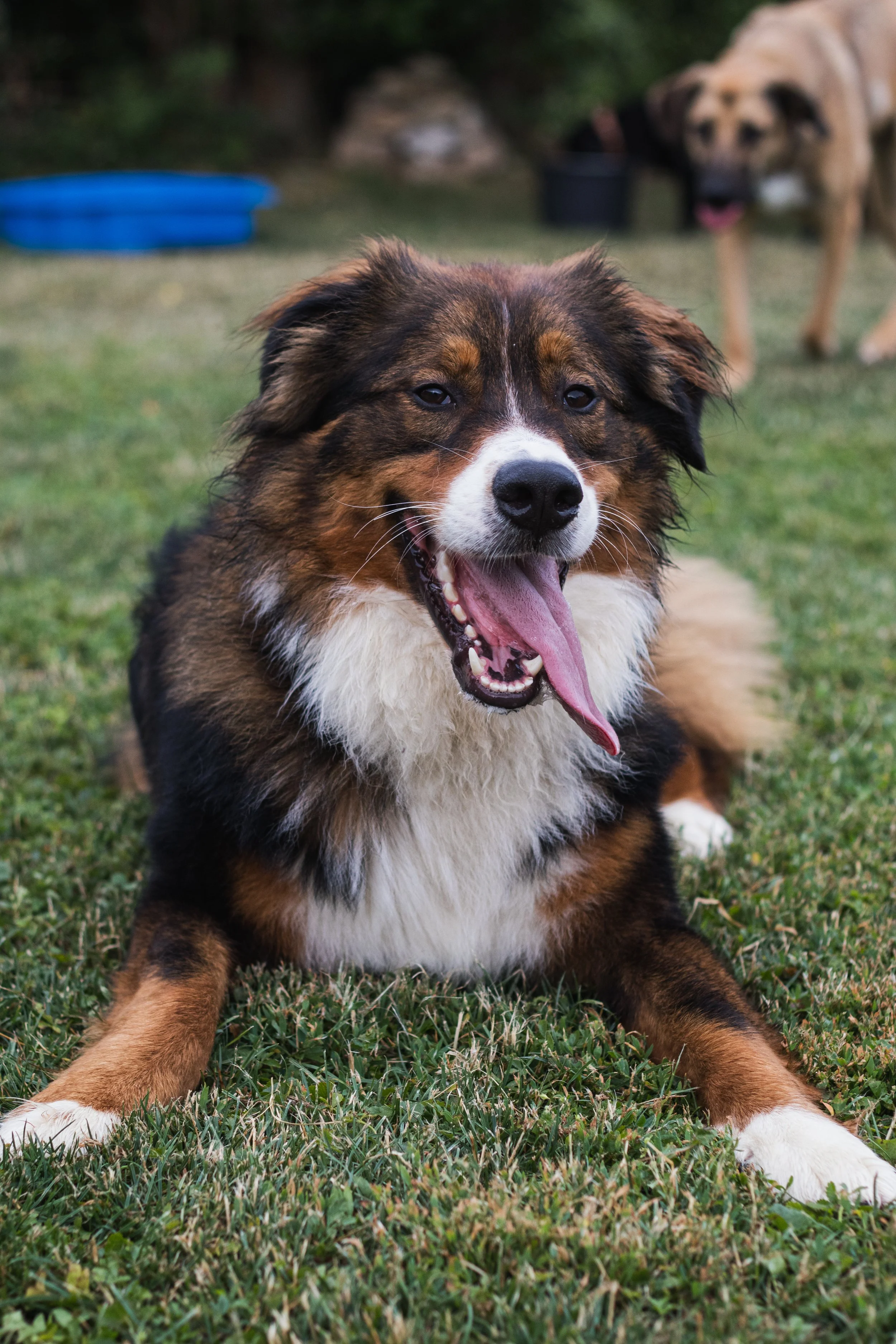 Ein Berner Sennenhund - Australian Shepherd Mix liegt auf einer Wiese. Knut sucht ein Zuhause.