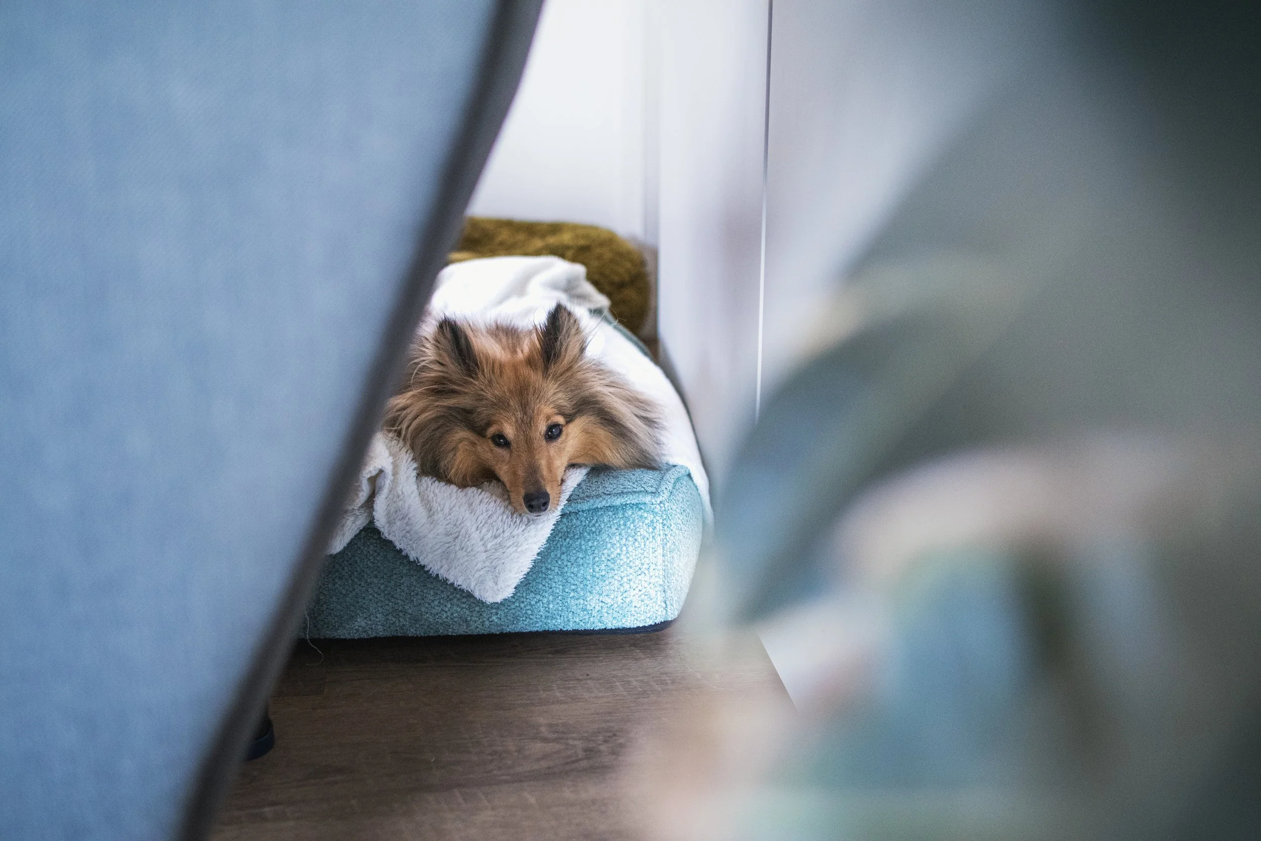 Ein Hund auf einem Hundebett in der Rumtreiber Hundepension