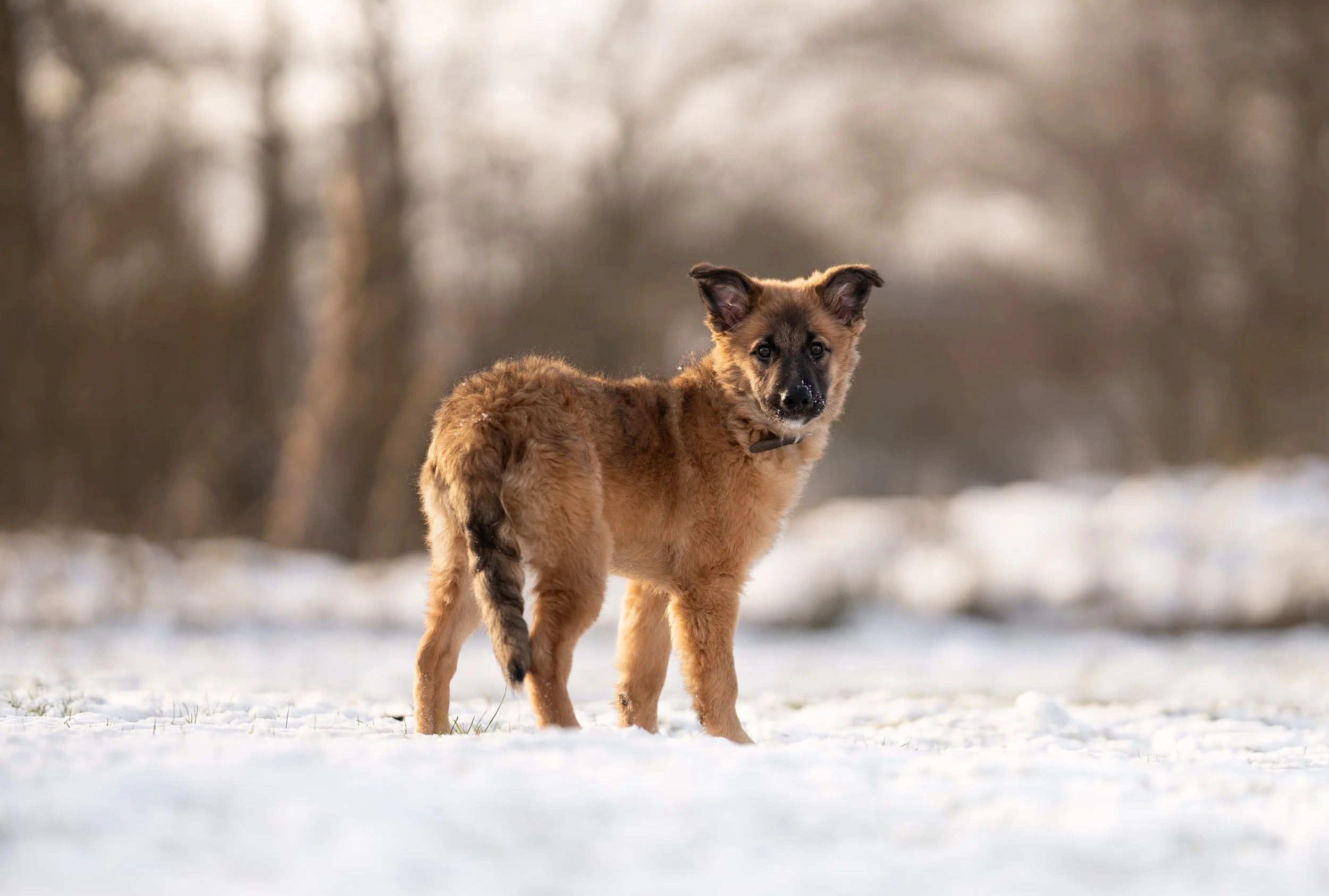 Junger Hund mit braunem Fell, stehend im Schnee, vor einem unscharfen Hintergrund aus Bäumen.