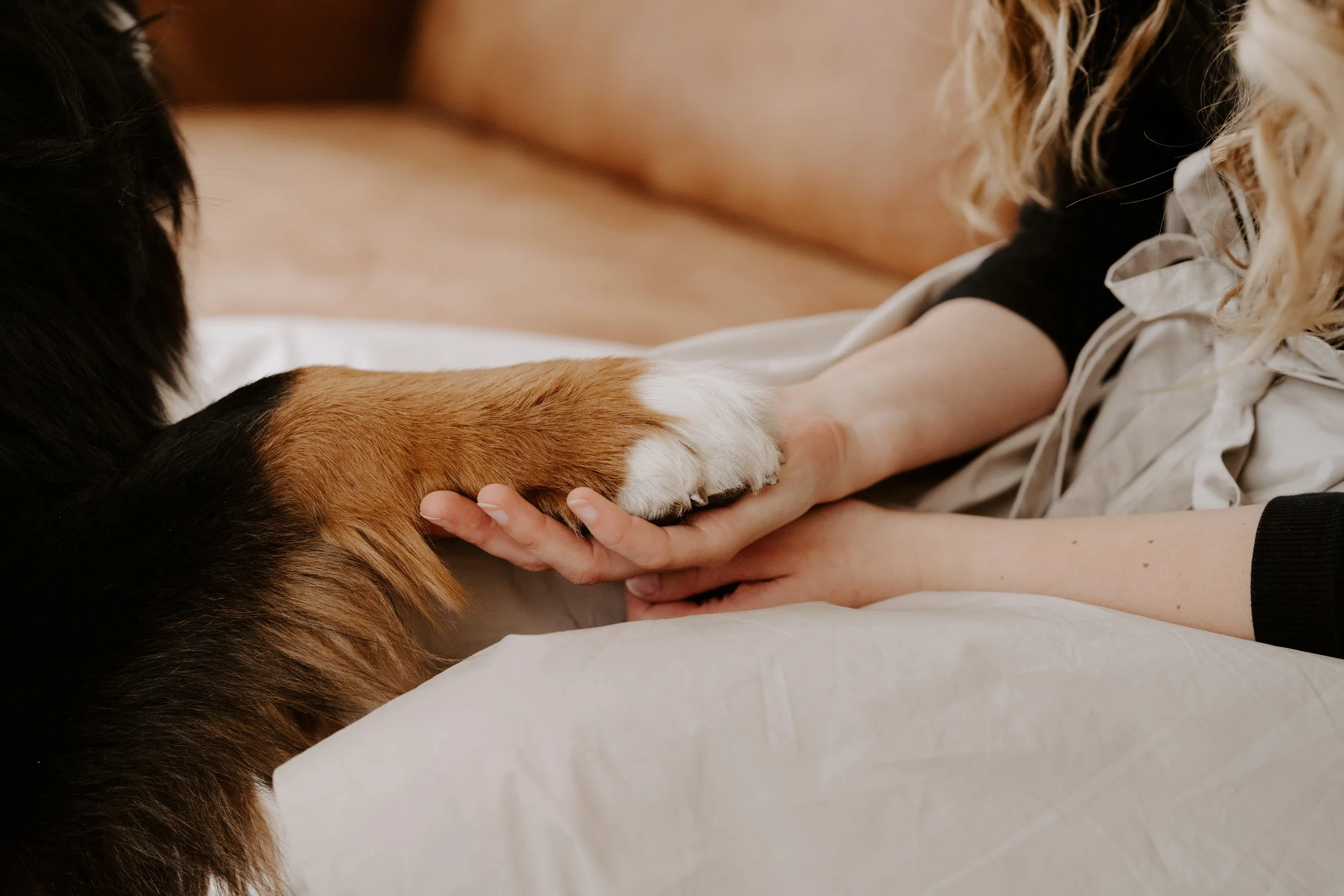 Eine Hand hält eine Hundepfote. Ein Symbol für eine gute Beziehung.