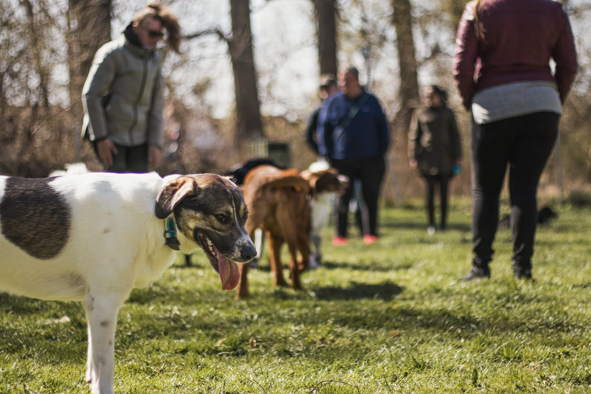 Menschen und Hunde in einem Park an einem sonnigen Tag, im Hintergrund Bäume