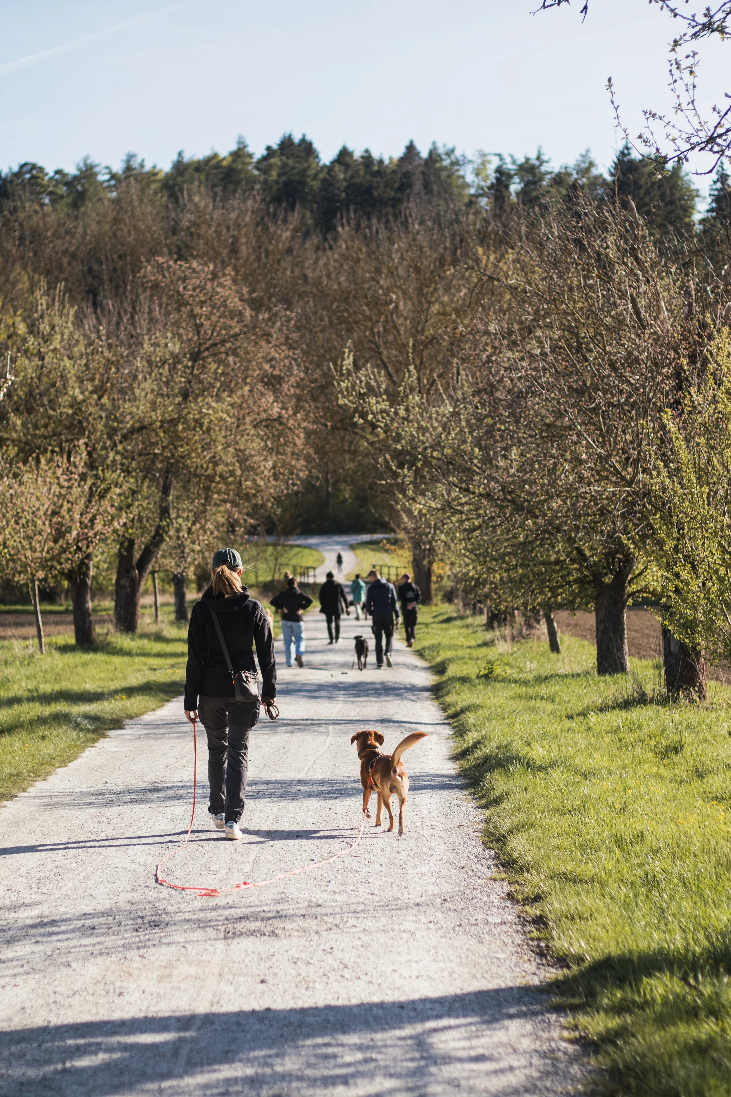 Menschen gehen mit Hunden auf einem Gartenweg, umgeben von blühenden Bäumen, bei schönem Wetter.