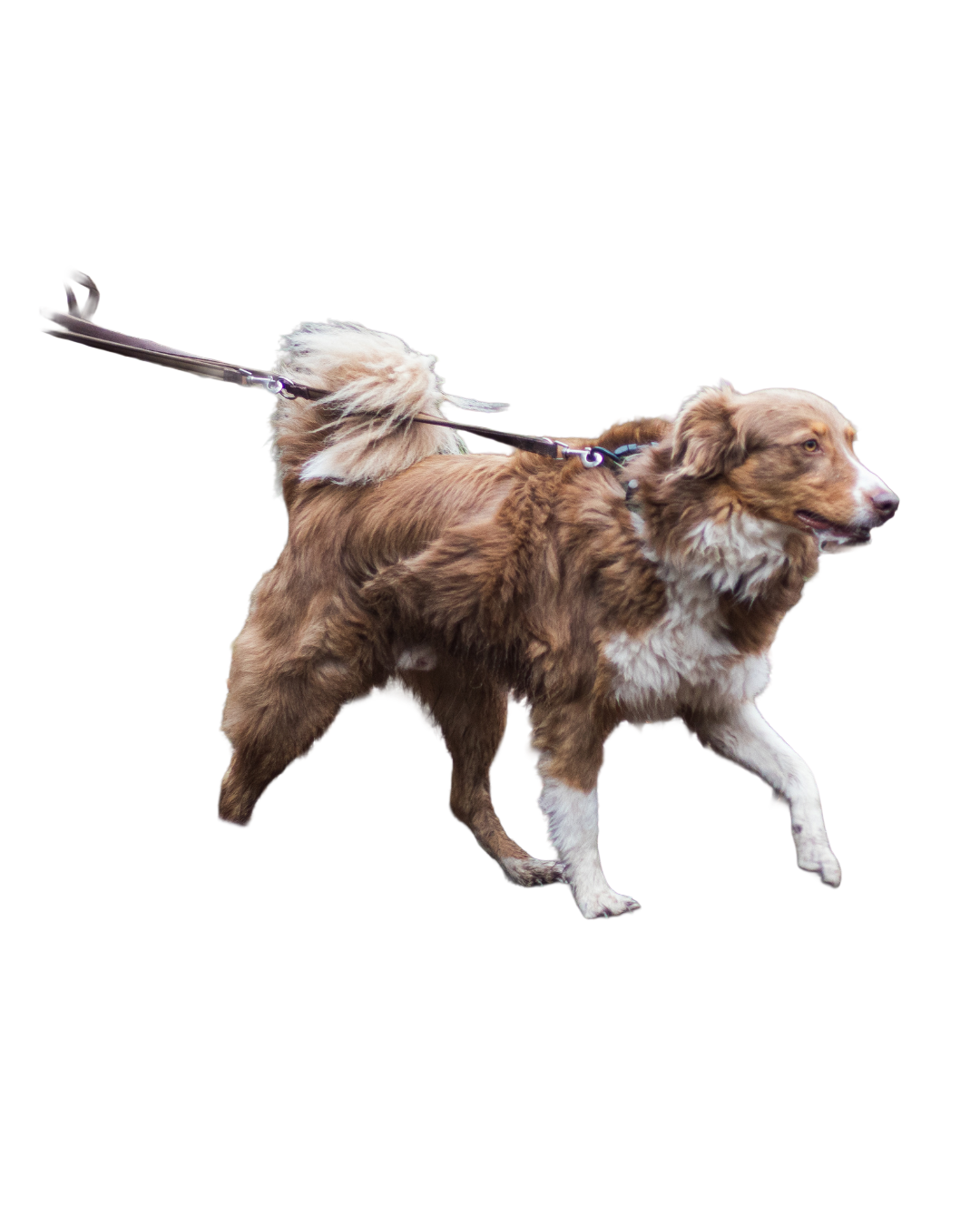 Ein Hund zieht an der Leine.