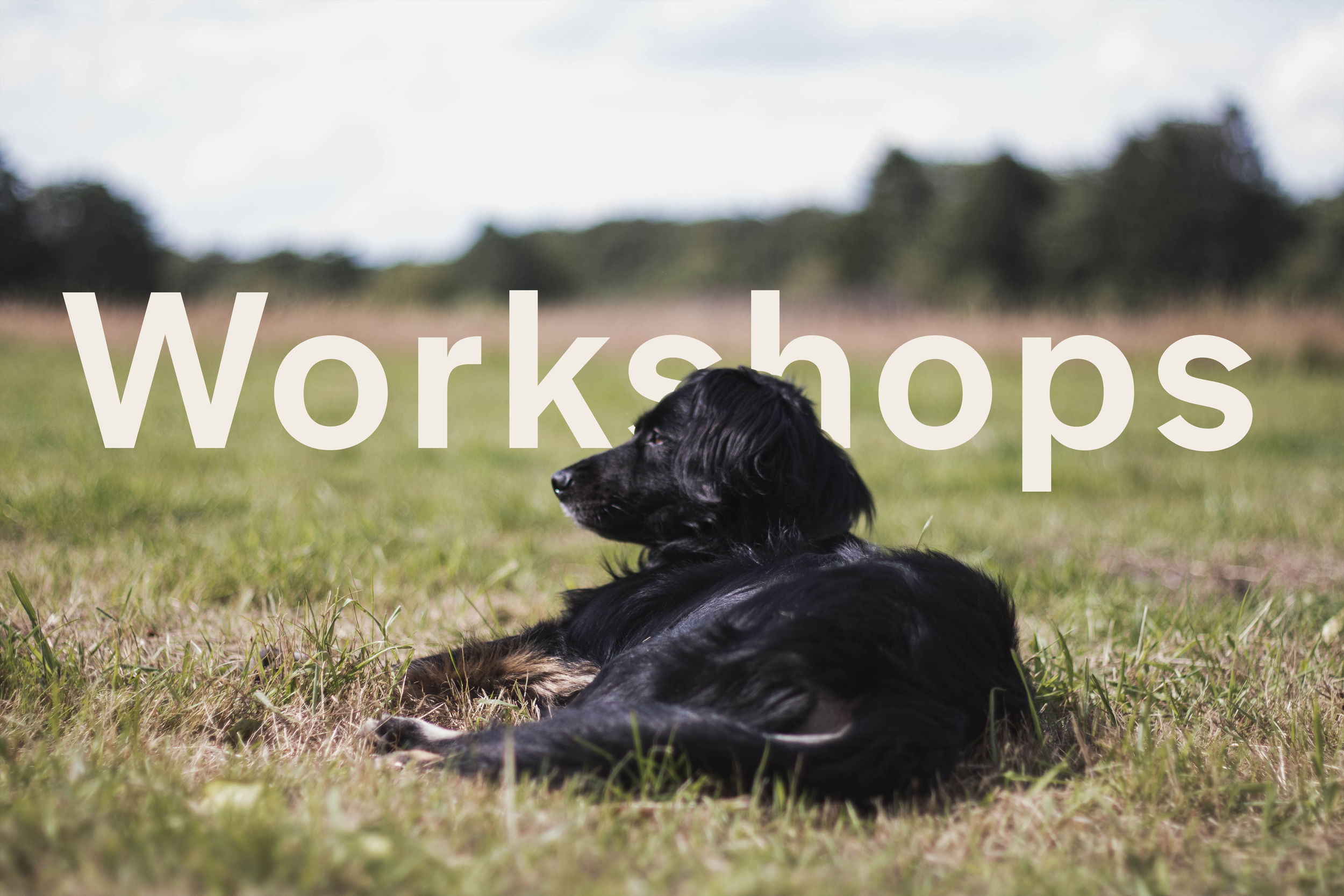 Ein Hund entspannt auf der Wiese