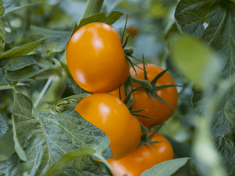 Tomate_Sandy_8.png