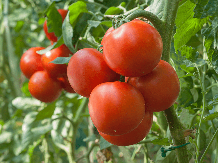 Tomate_Sandy_21.png