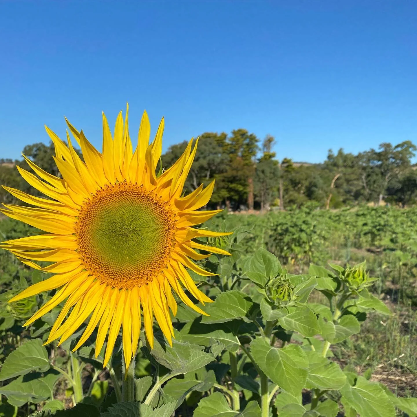 About — ATKINS FARM