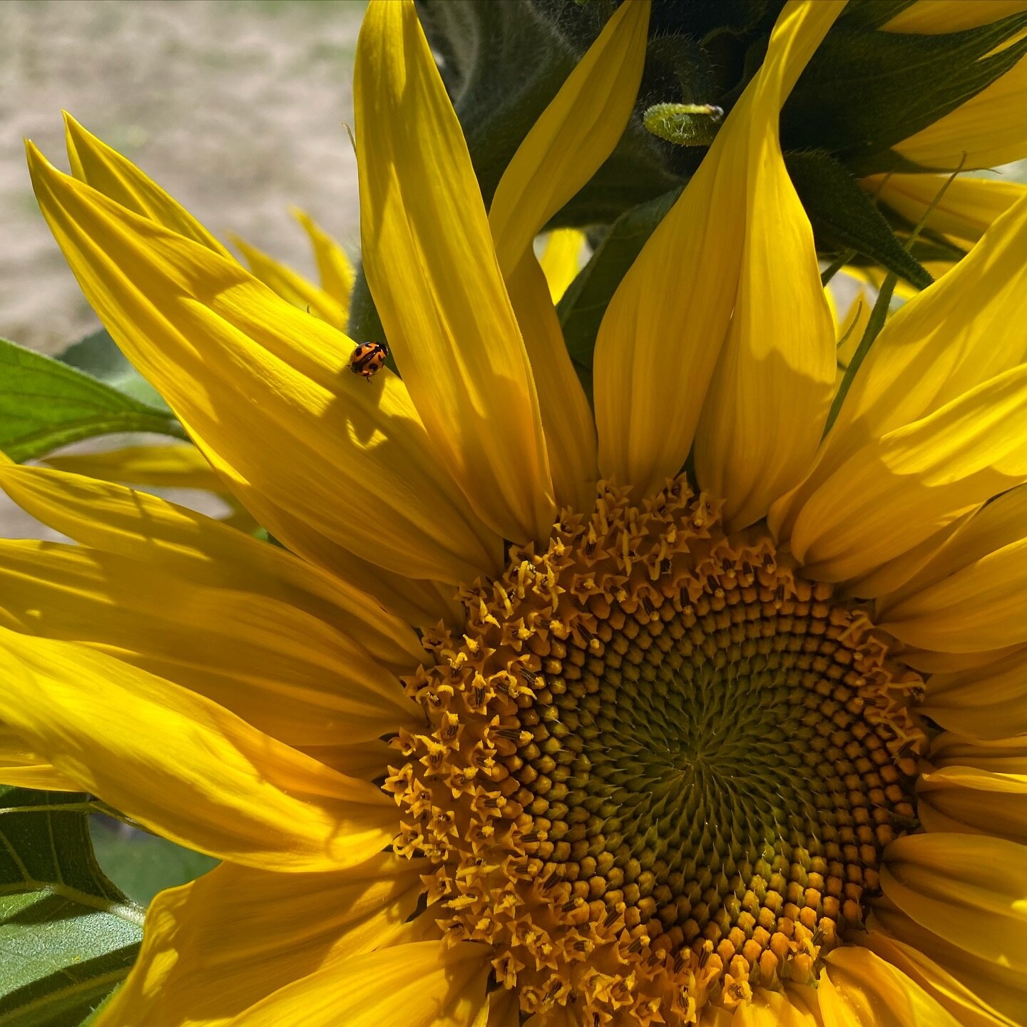 Summer sunflowers so bright that they attract their own lucky charms; ladybeetles 🐞
.
.
#sunflowerseason #atkinsfarm #atkinsfarmmeadows #luckycharm