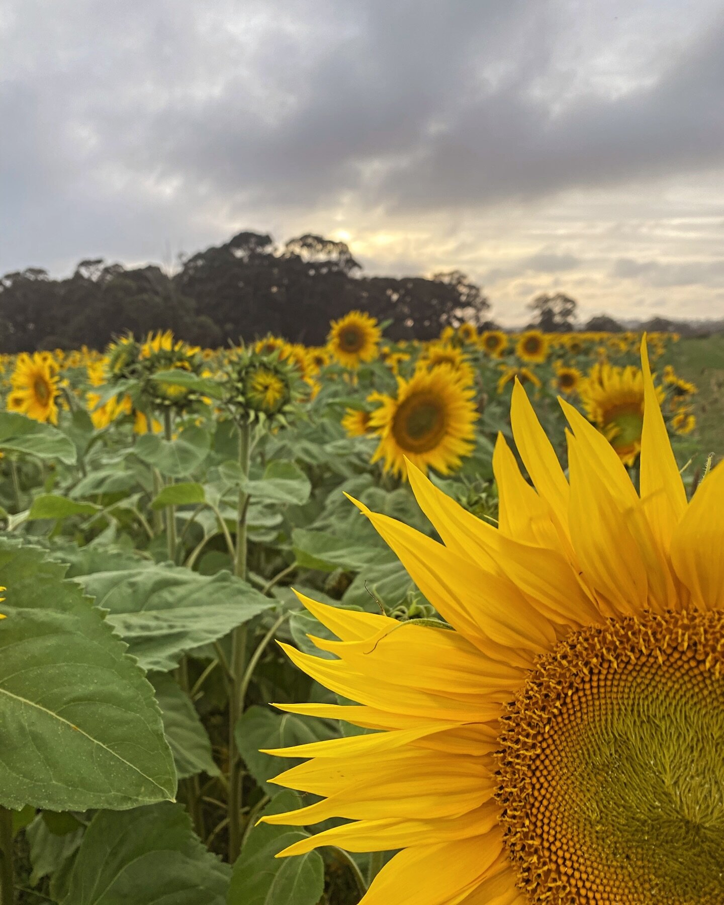 Sunflowers are calling! 🌻🌻
.
.
Our fields are bursting with golden beauties this week, and we&rsquo;re open for pick-your-own sessions! All the details are on our website.
.
.
Come bask in the sunshine, wander through rows of cheerful blooms, and f