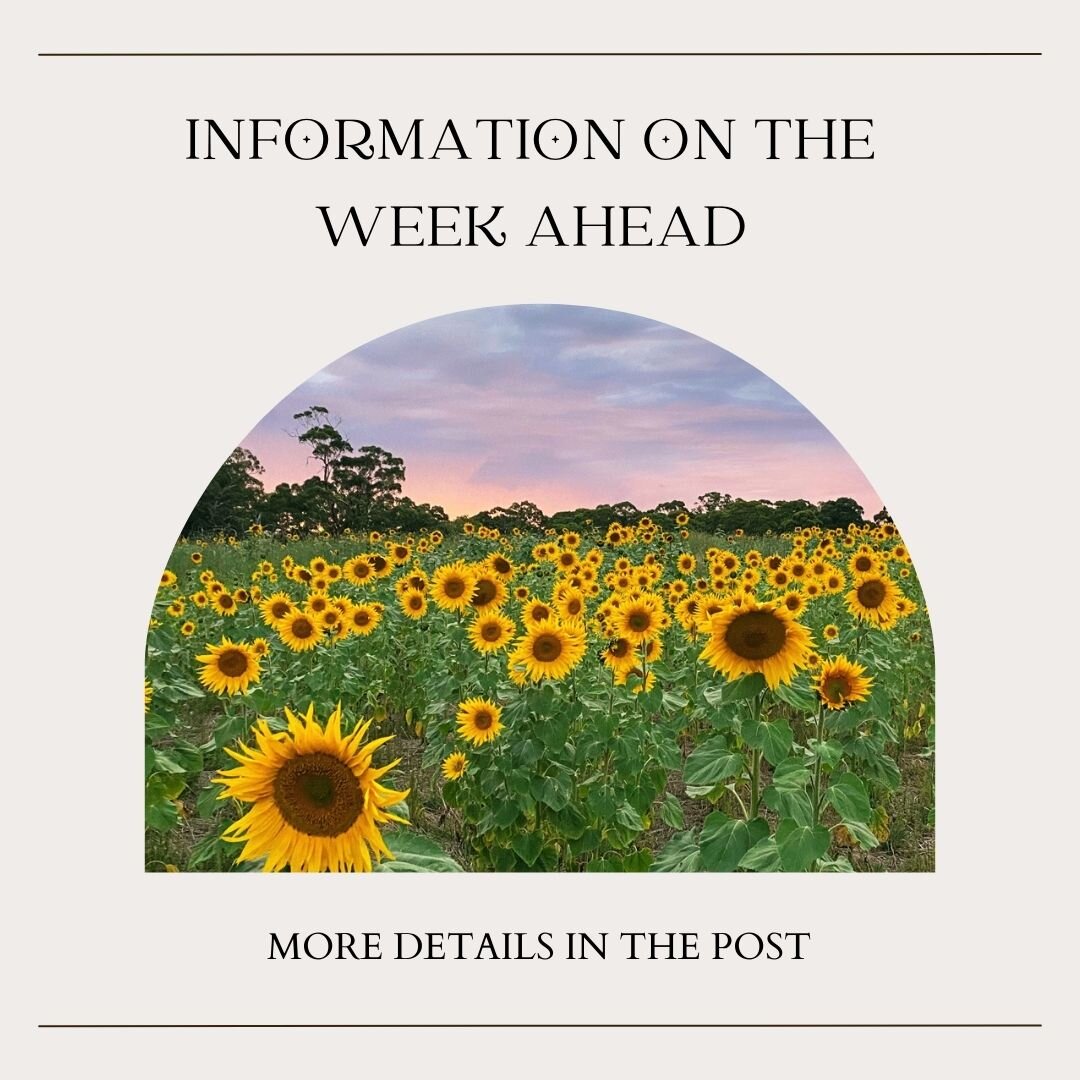 🌻 An little update from the farm. Thank you to everyone who has visited the farm over the last two weeks. We have loved meeting you all and sharing the PYO sunflower experience with you. 

🌻 We are taking a little break tomorrow (Monday, January 22