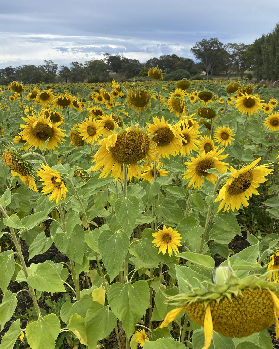 🌻The farm has been open for this summer for just over 2 weeks now. It's almost time to close for the season but we are opening for a few final sessions for you to walk amongst the flowers at the farm. 

📍Important heads-up: The sunflowers have been