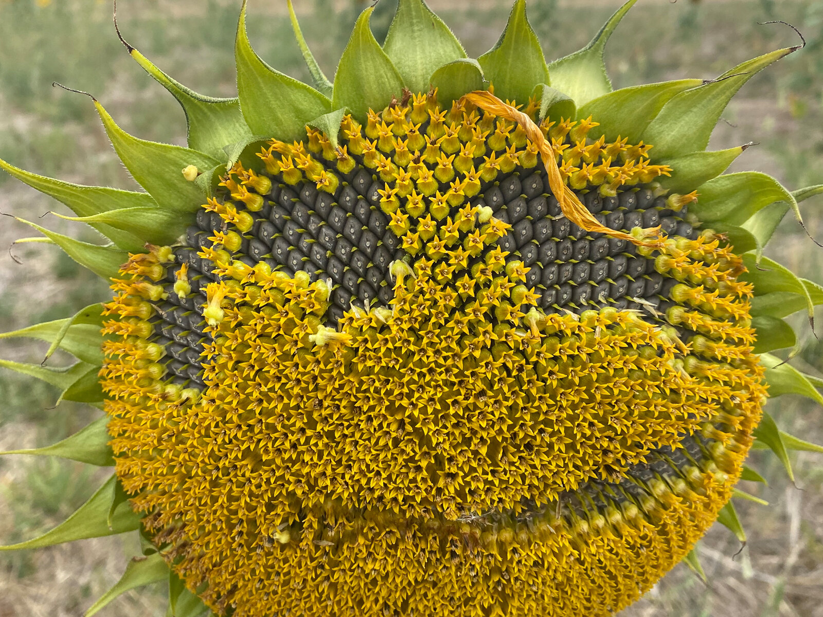 🌻 Good Morning Sunflower Friends🌻 

🌻 It seems like everyone still wants to pick sunflowers so we are changing things up a little so that if you are coming for a field visit over the next few days adults can pick 2 sunflowers as part of their tick