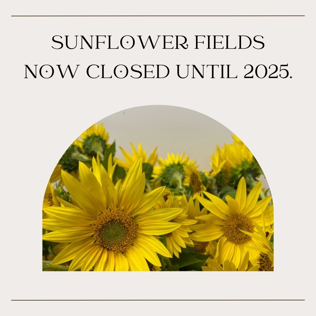 🌻 That's a wrap on sunflower season for 2024 which means that the sunflower fields are now closed! We've loved seeing all of your smiling faces (and sunflower bouquets) out in the fields. Your joy is what makes growing these golden beauties so speci
