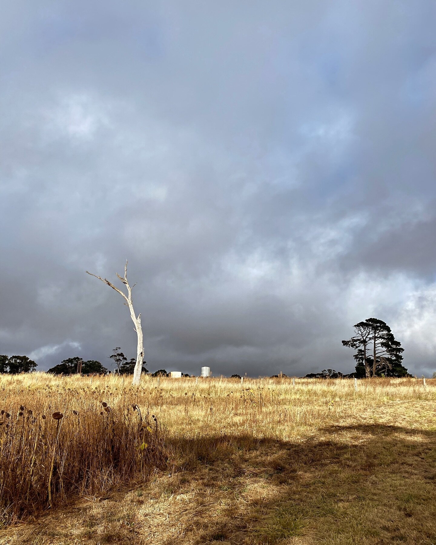 Autumn on the farm. 🍂
.
.
One of our favourite seasons (aside from sunflower season🌻).

#autumn #atkinsfarm #adelaidehills