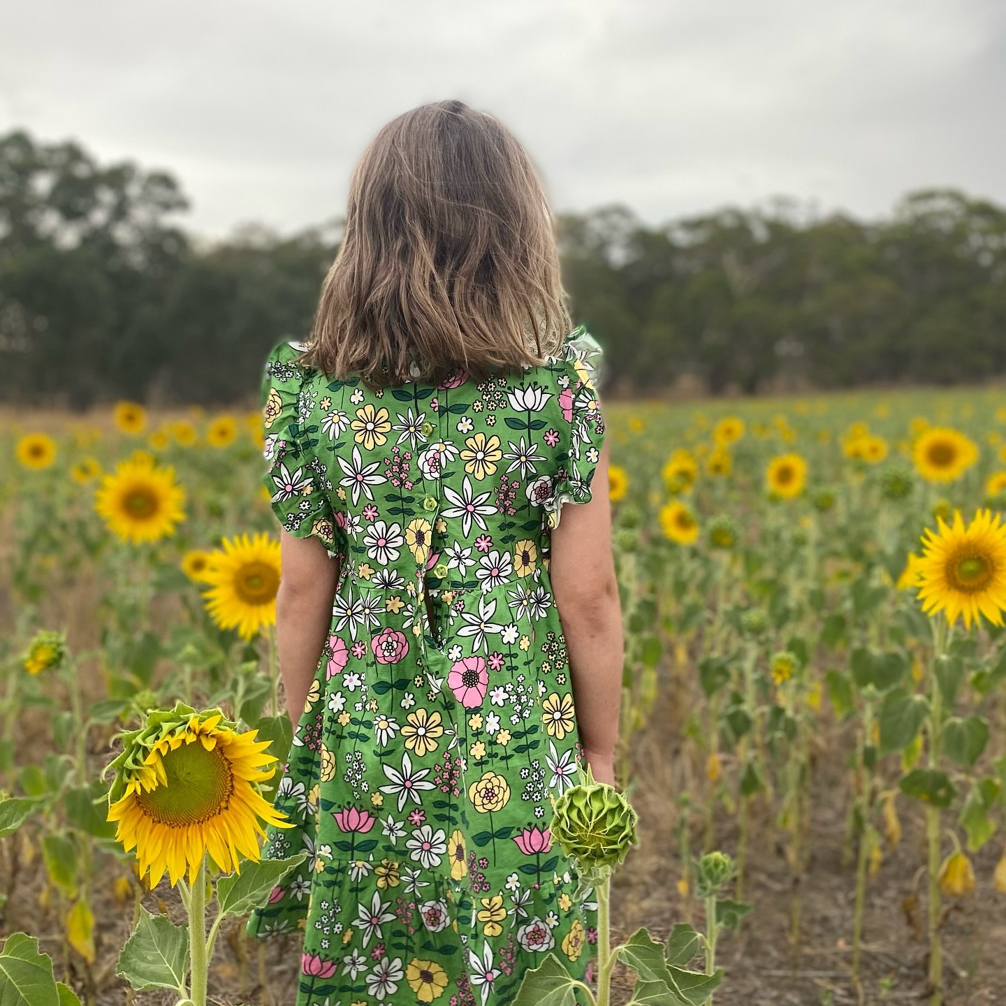 Update from the field. Sunflowers are starting to bloom ~ it won&rsquo;t be long now until we open for the season🌻