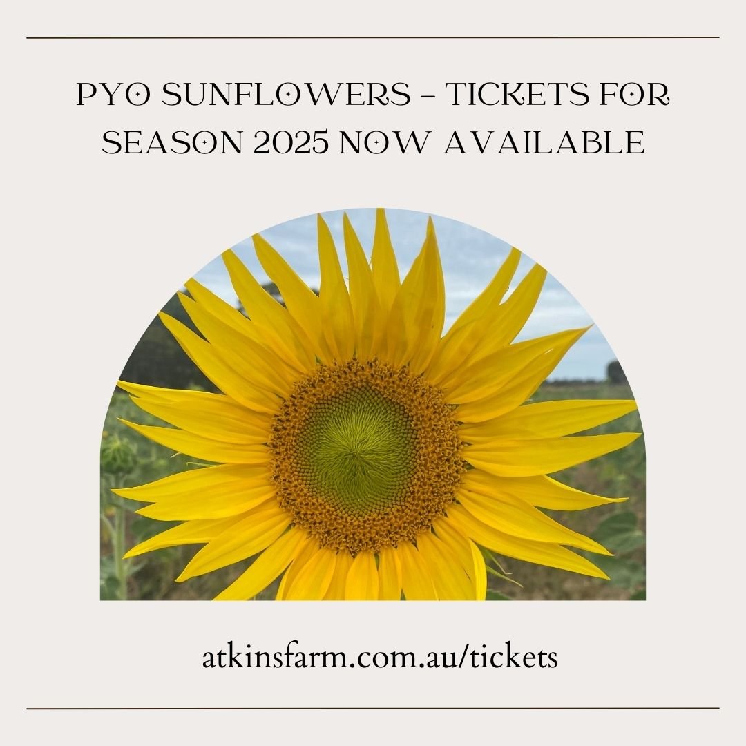 🥁 Sunflower season 2025 is go! 🌻

Tickets are now available for this week and weekend for PYO Sunflower Sessions on our website - visit the link in our bio or https://www.atkinsfarm.com.au/tickets 

We will release more tickets for future sessions 