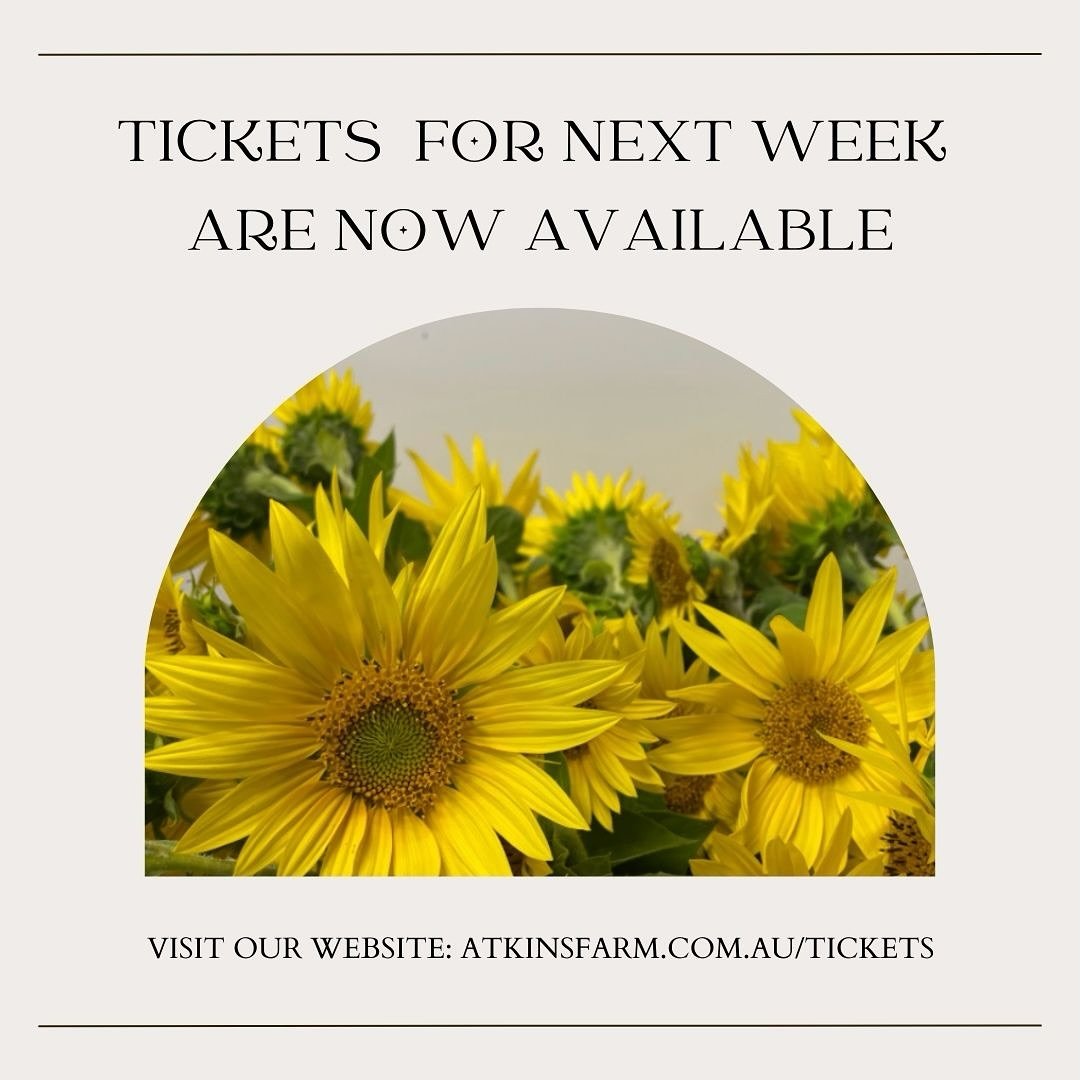 🌻We have released tickets for next week starting Monday 13 January through to Sunday 18 January. 🌻
.
.
If you are thinking about visiting to pick sunflowers don&rsquo;t delay as our season is never very long. We also still have tickets for this wee