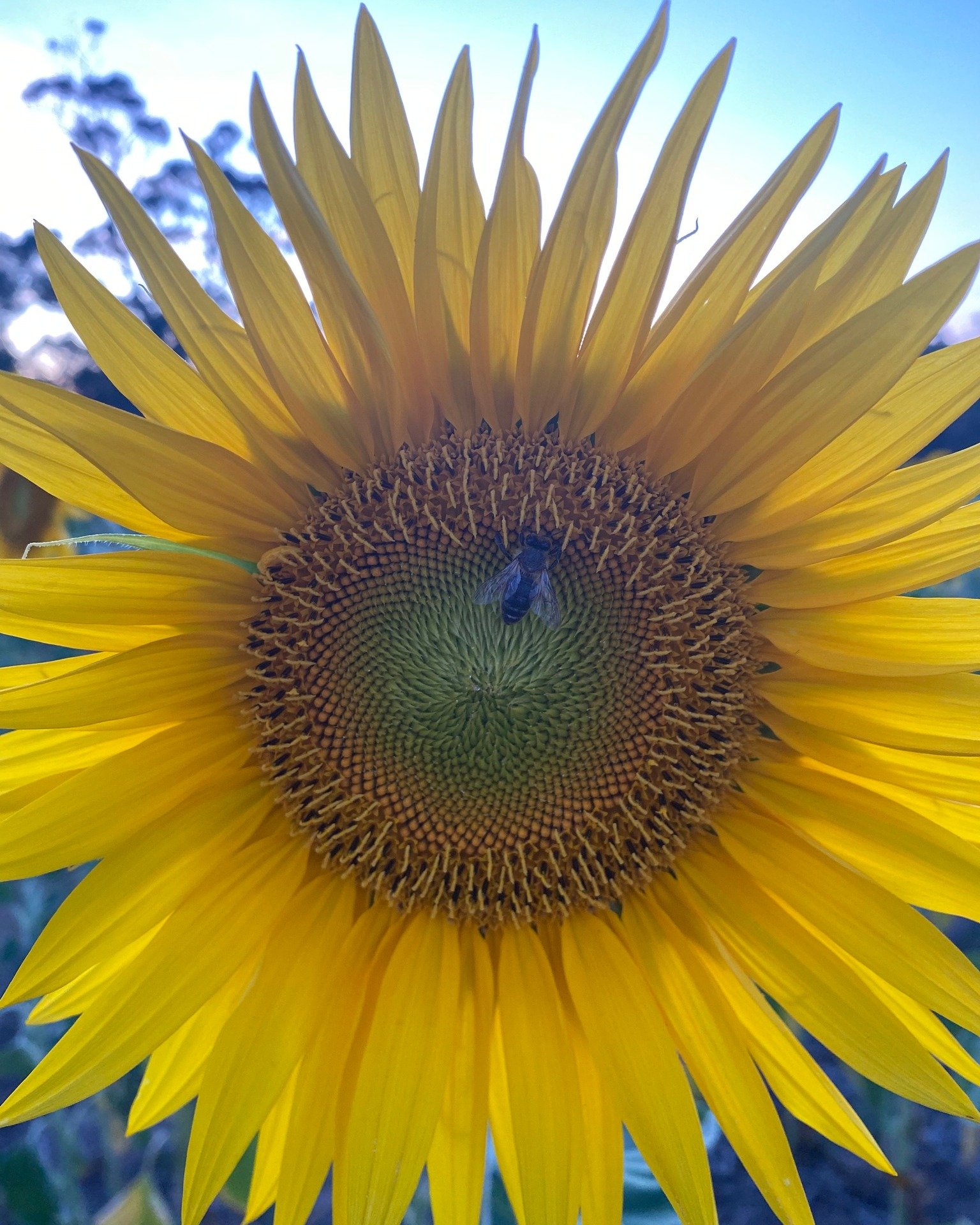 A little background on this season and how we grow sunflowers. We field grow our flowers without any irrigation, so we really have to rely on Mother Nature when it comes to watering our sunflowers especially during the period after seed germination a
