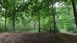 Forest Bathing at Clumber Park
