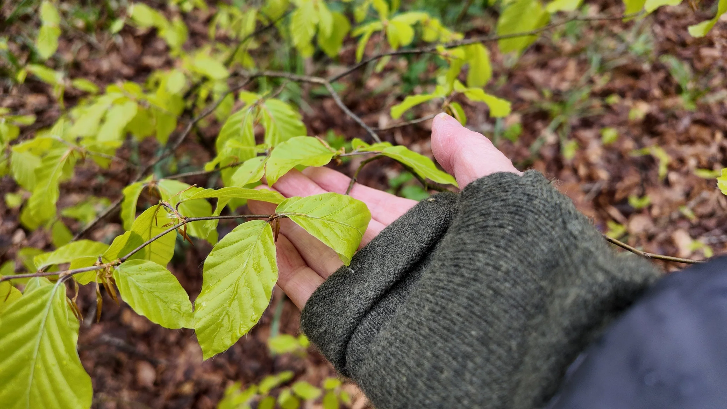 Foundation Nature Connection Training