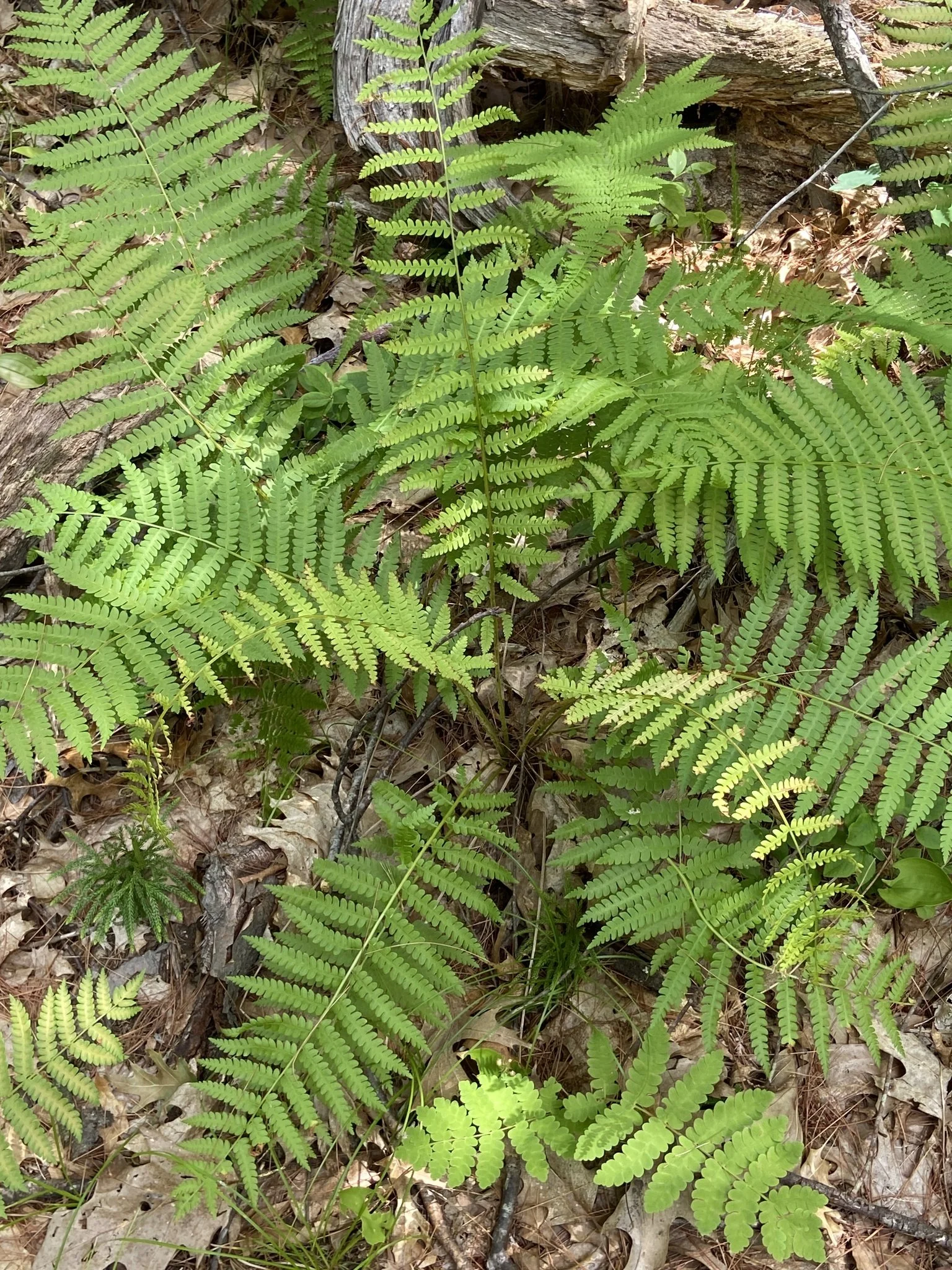Cinnamon Fern.jpeg