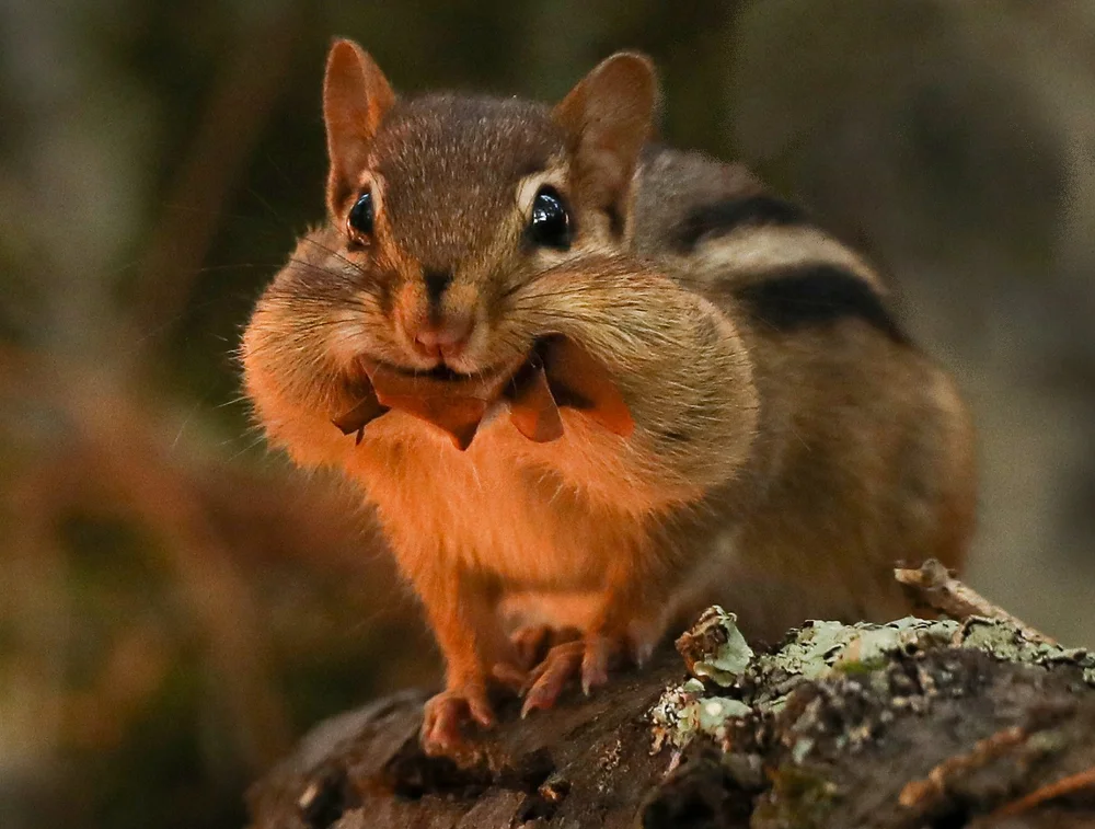 Eastern Chipmunk — Sanctuary Forest at Northeast Metro Tech