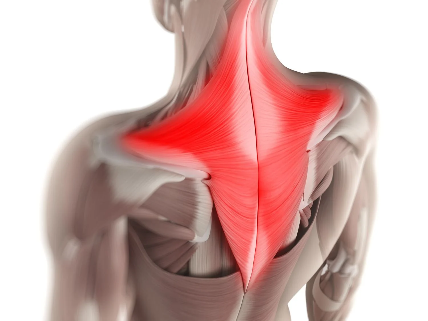 The Trapezius Muscle