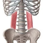 Quadratus Lumborum - a common cause of back pain