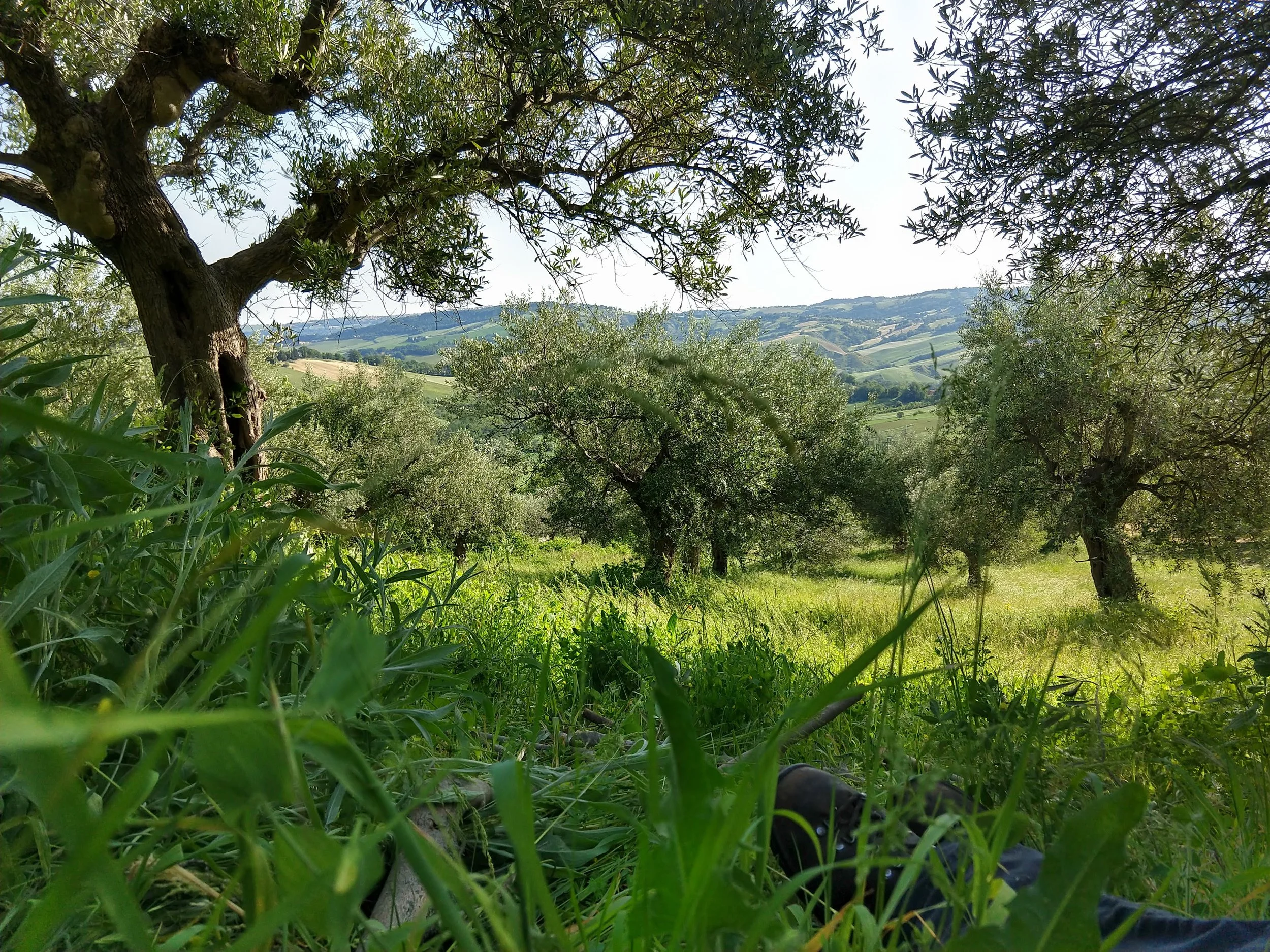 potatura delle olive