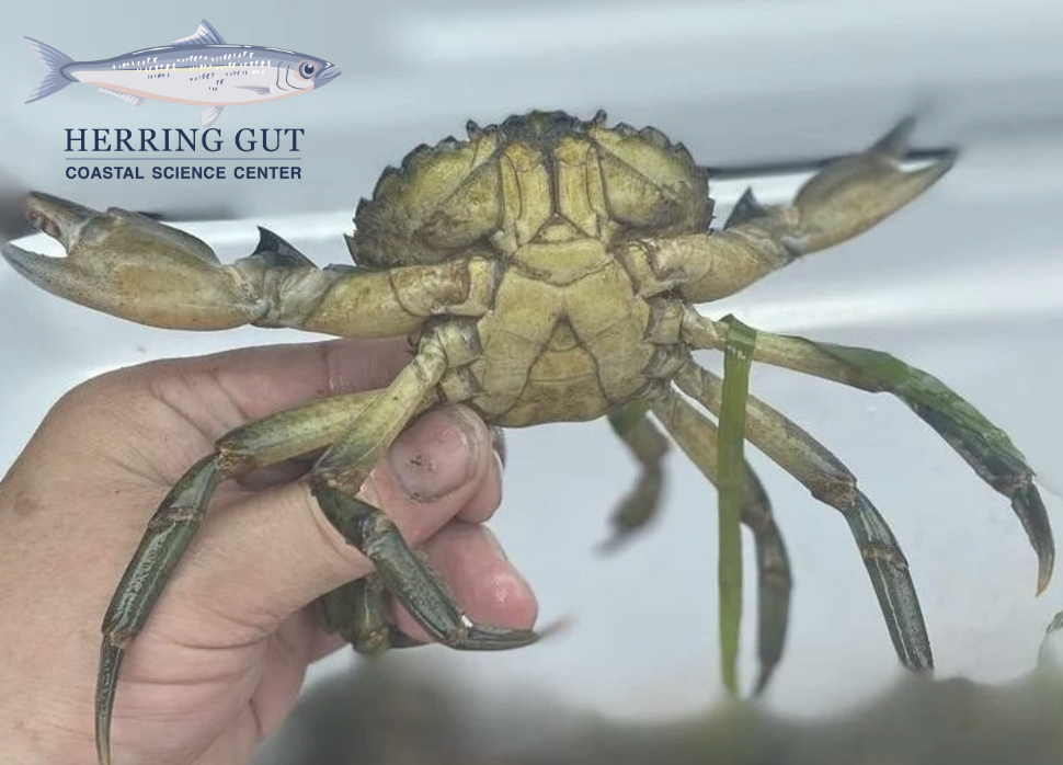 Maine Green Crabs