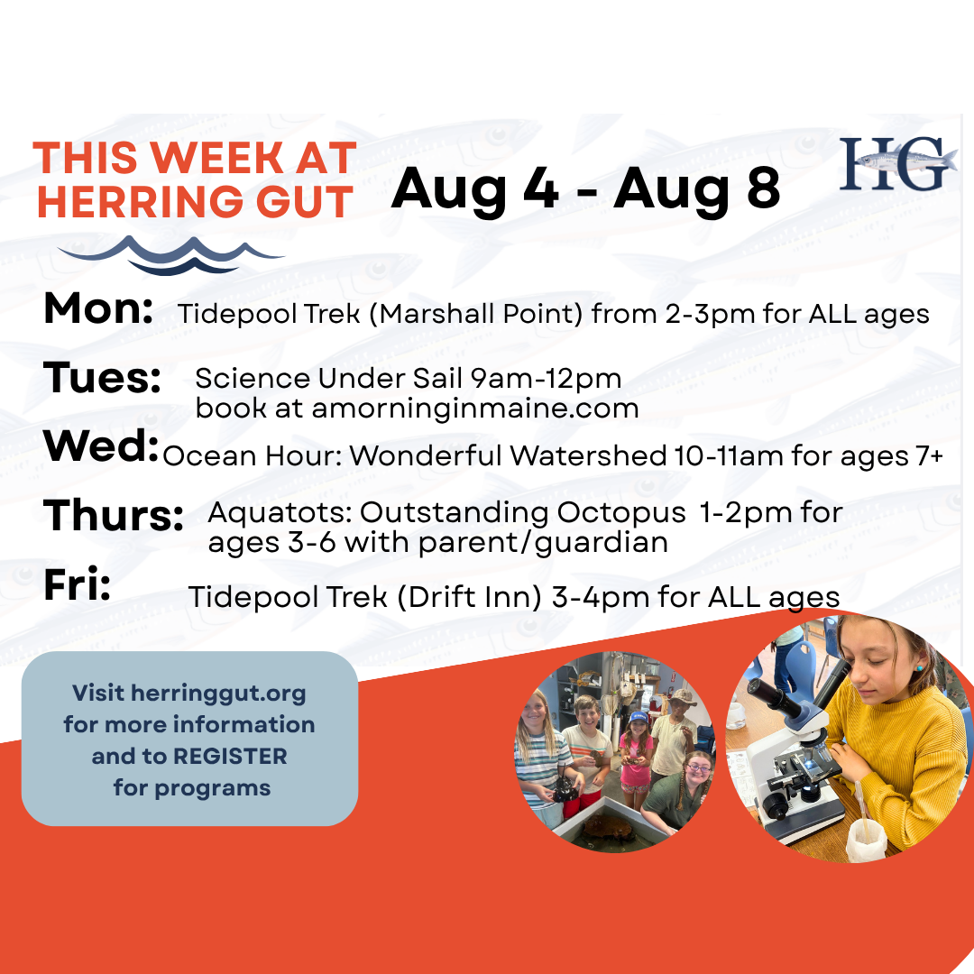 This Week At Herring Gut