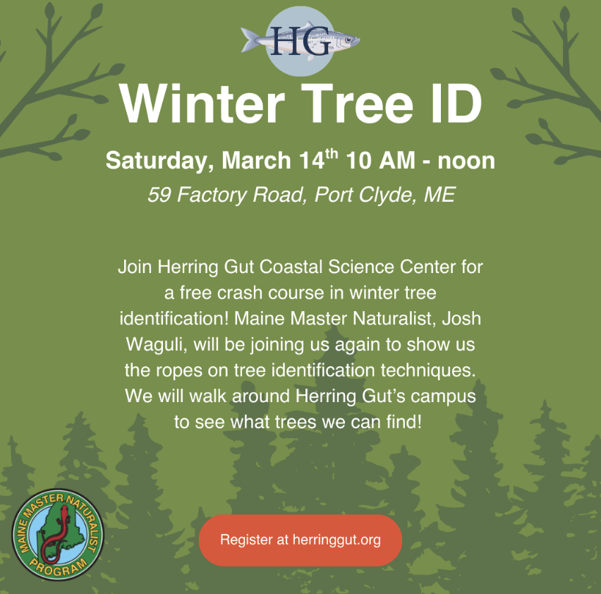 Winter Tree ID
