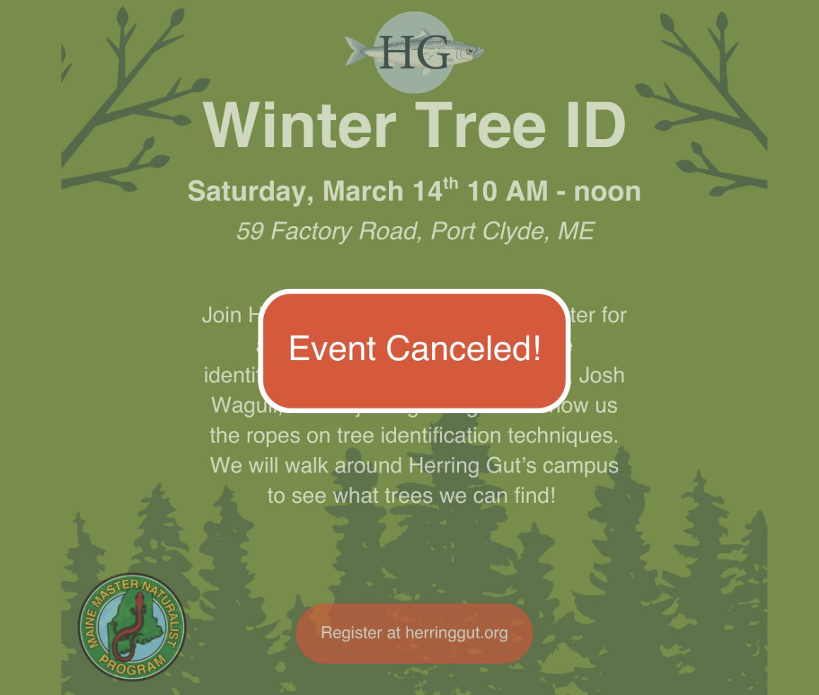 Winter Tree ID
