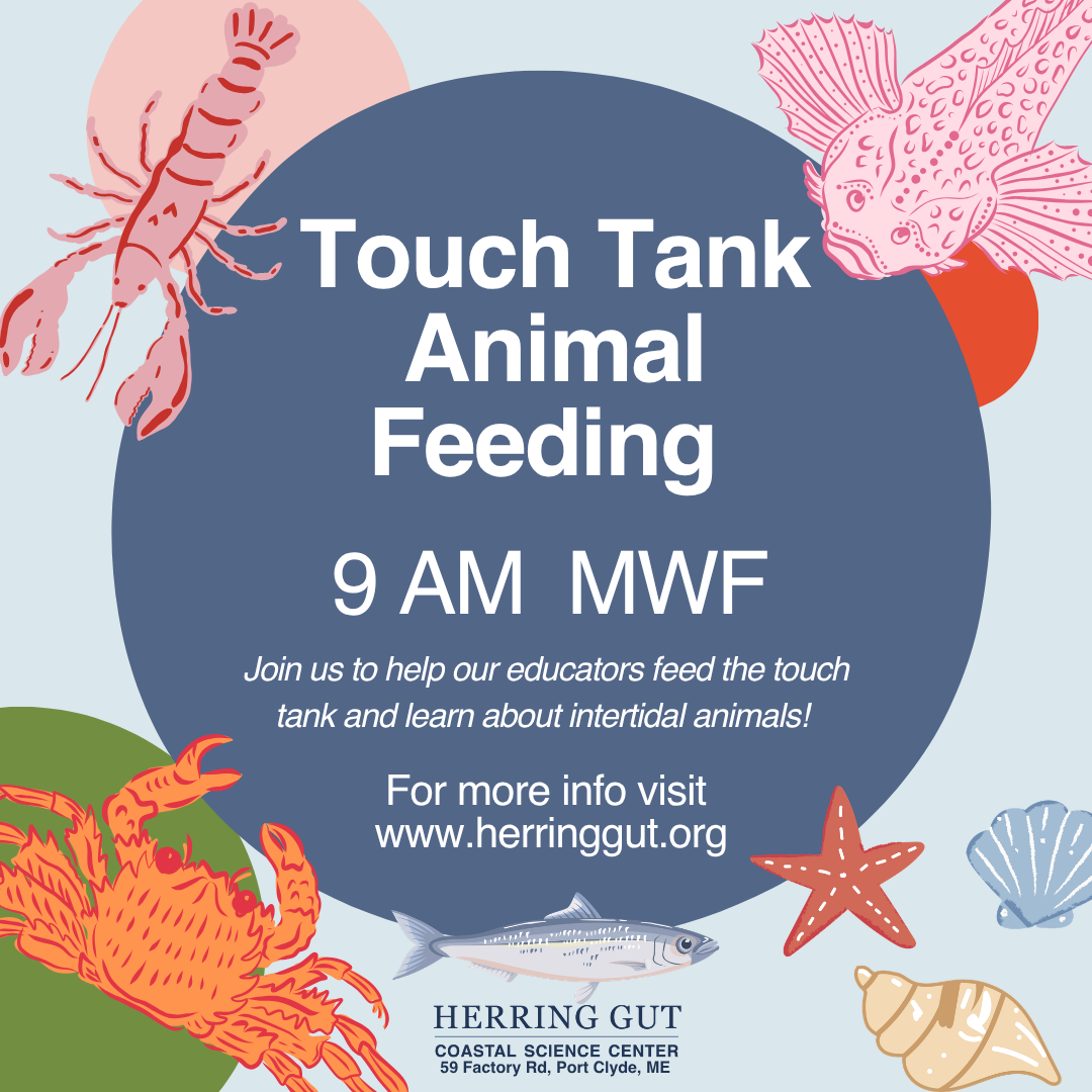 Help Us With Animal Feeding